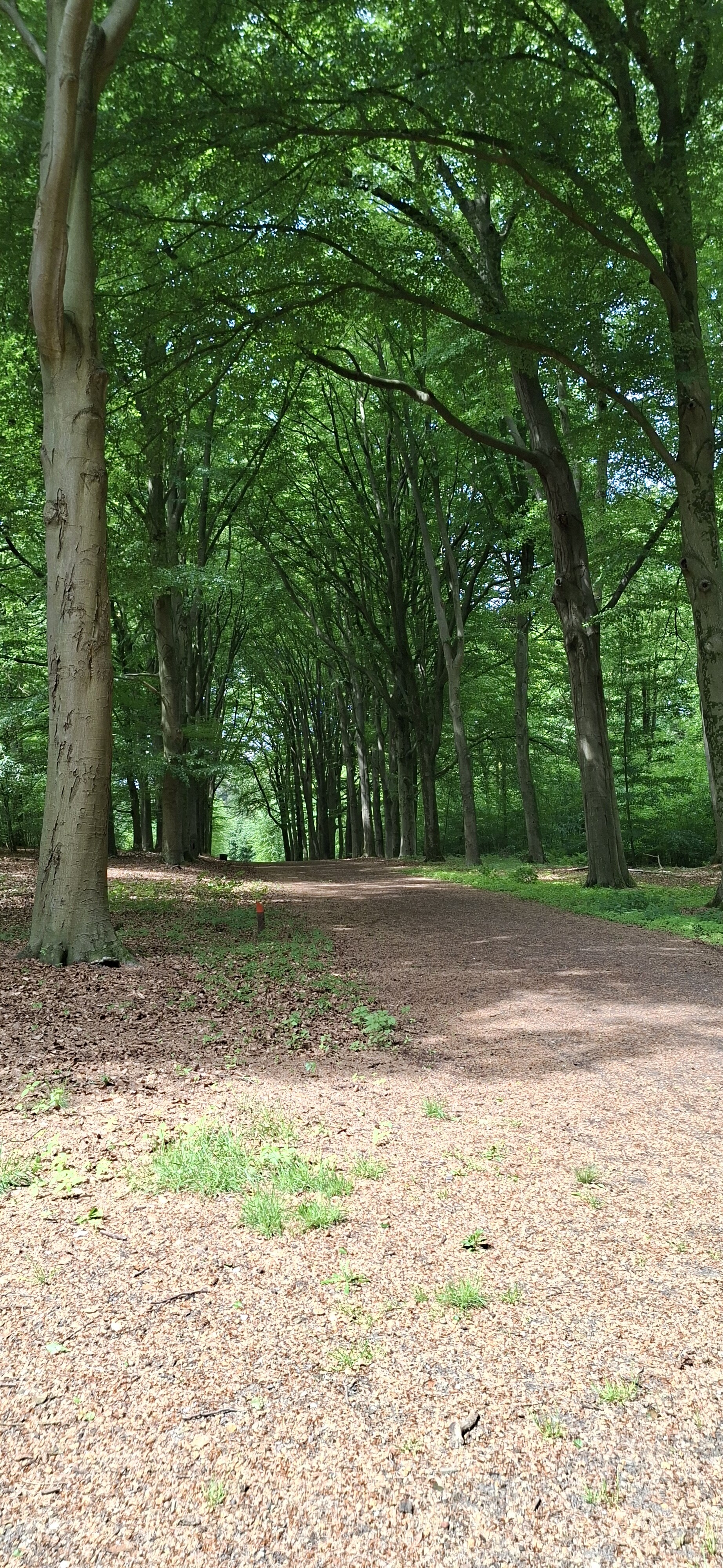 Amerongse berg