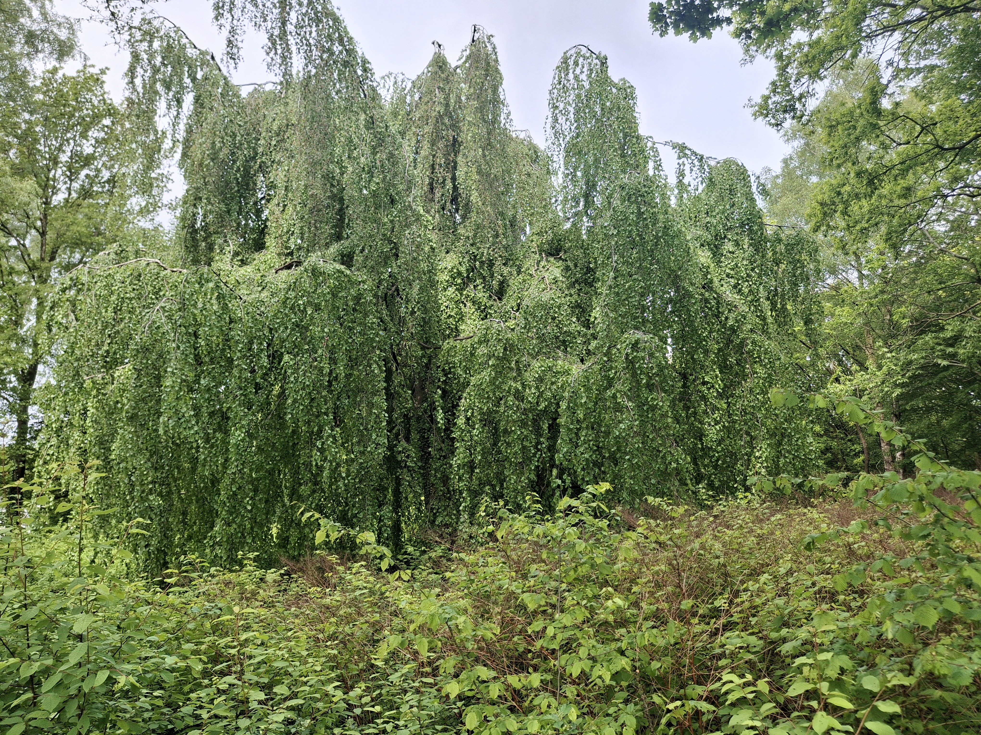 4 mijl van assen, assen-oost, vredeveld