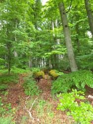 Mullerthal R3