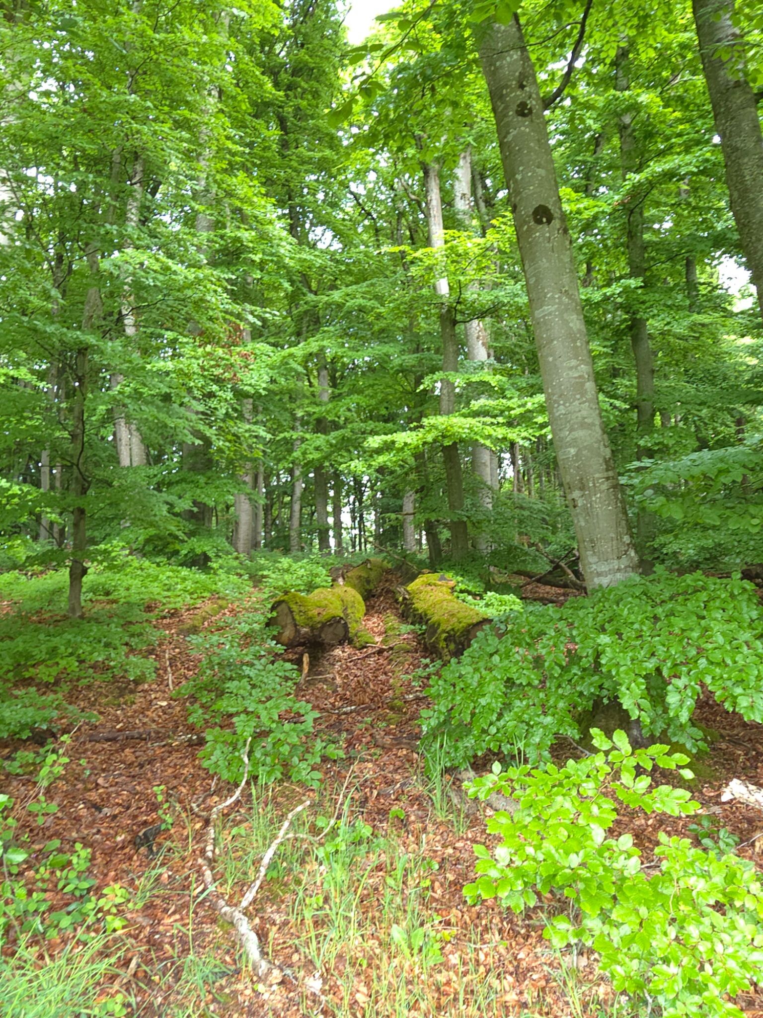 Mullerthal R3