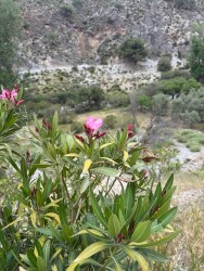 Bovenlangs de kloof in albuenelas