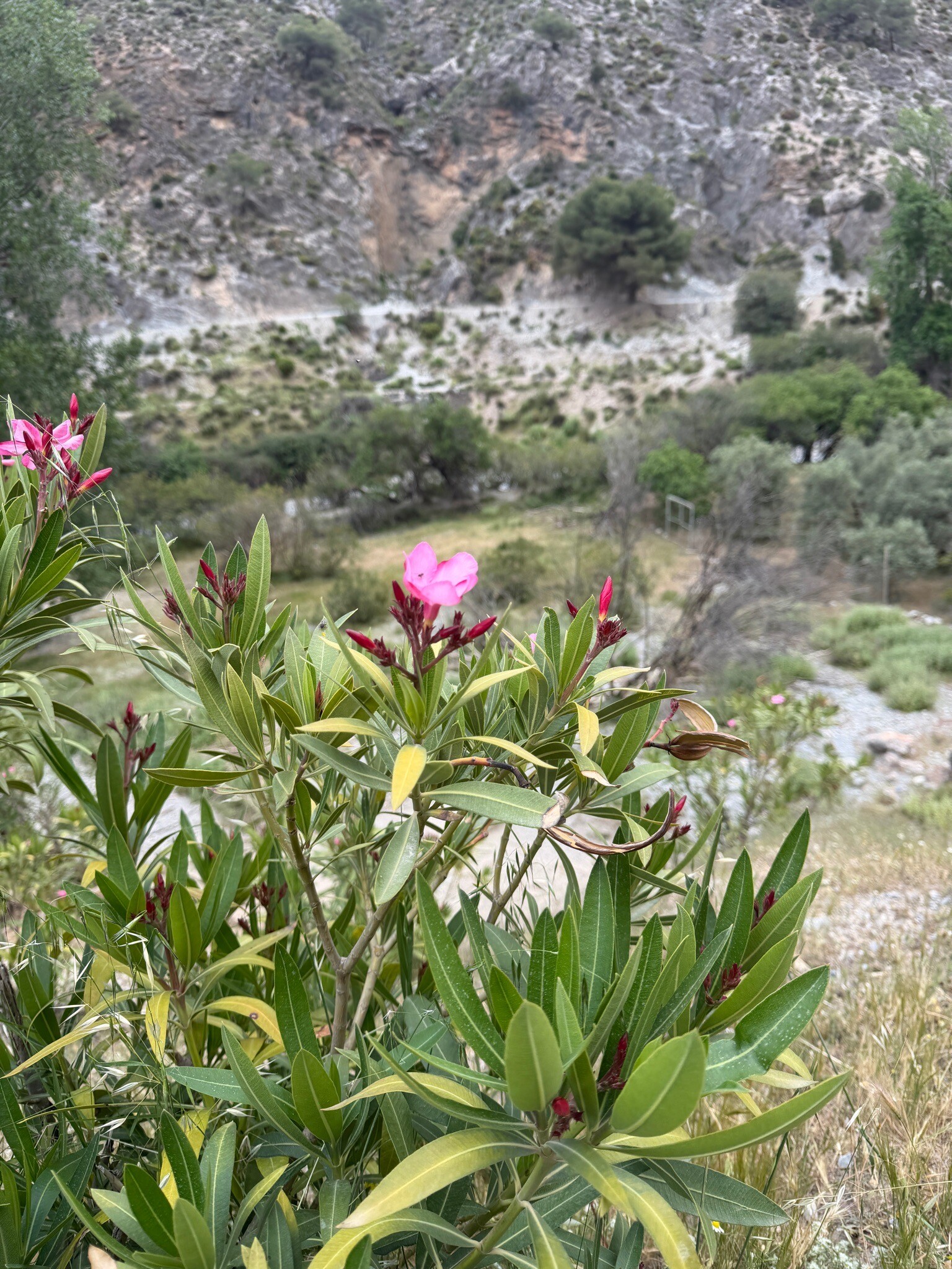 Bovenlangs de kloof in albuenelas