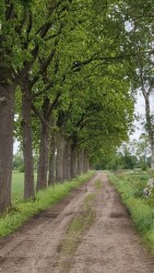 Veengootwandeling