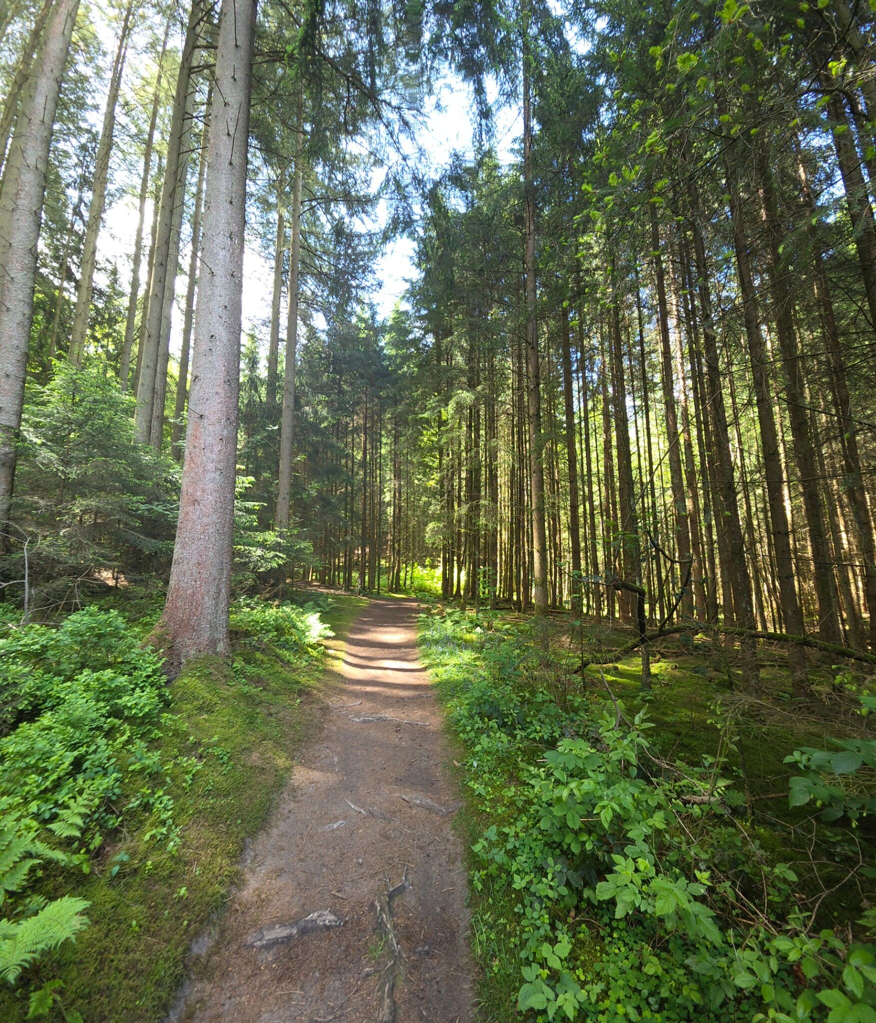 Mullerthal extra tour B