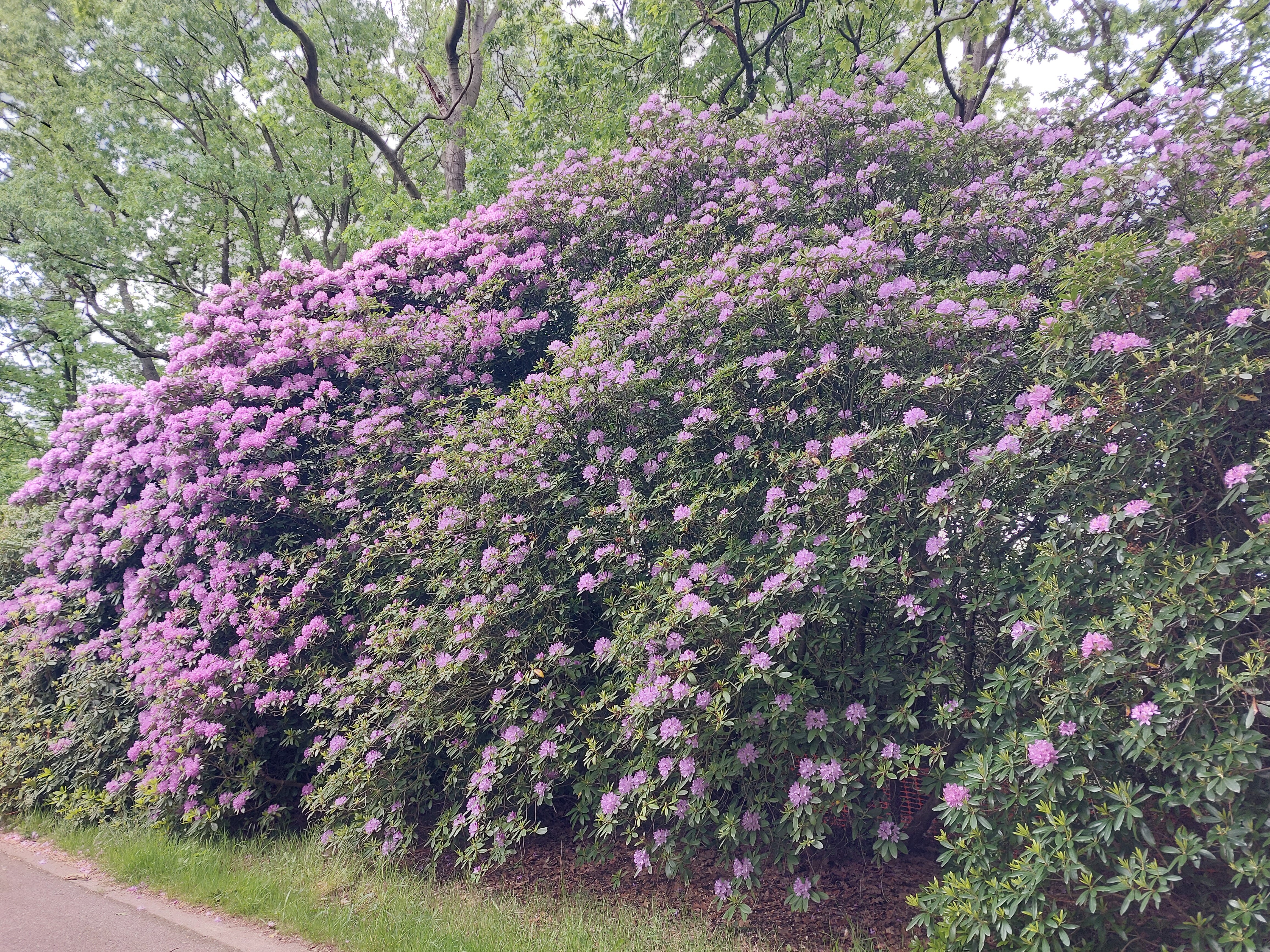 Spoorwegdreef en Gompeldijk wandeling.