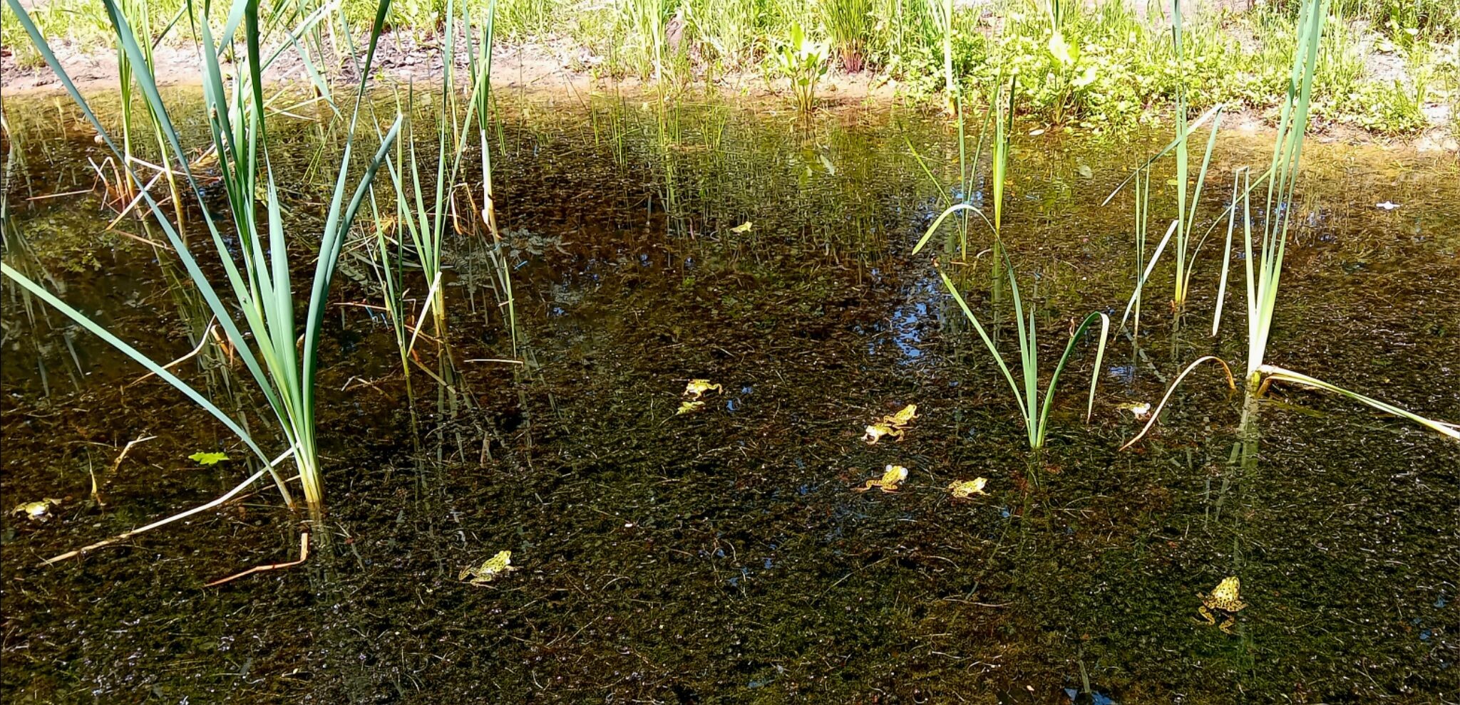 Klompenpaden