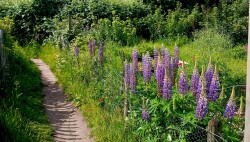 Wageningse Engpad Wageningen