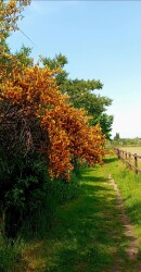 Wageningse Engpad Wageningen