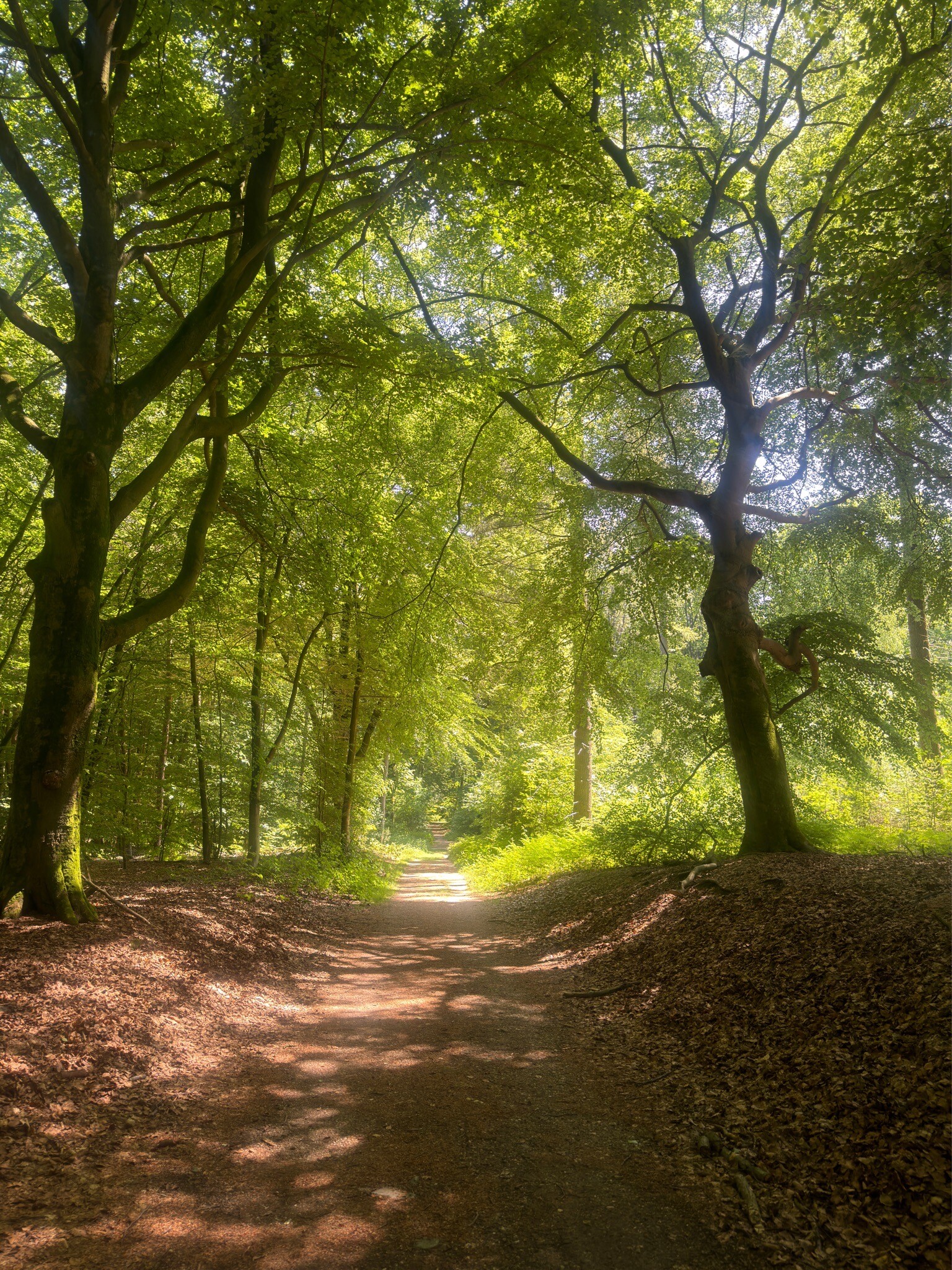 Geopad/Wolfsberg-Mookerheide NL-05