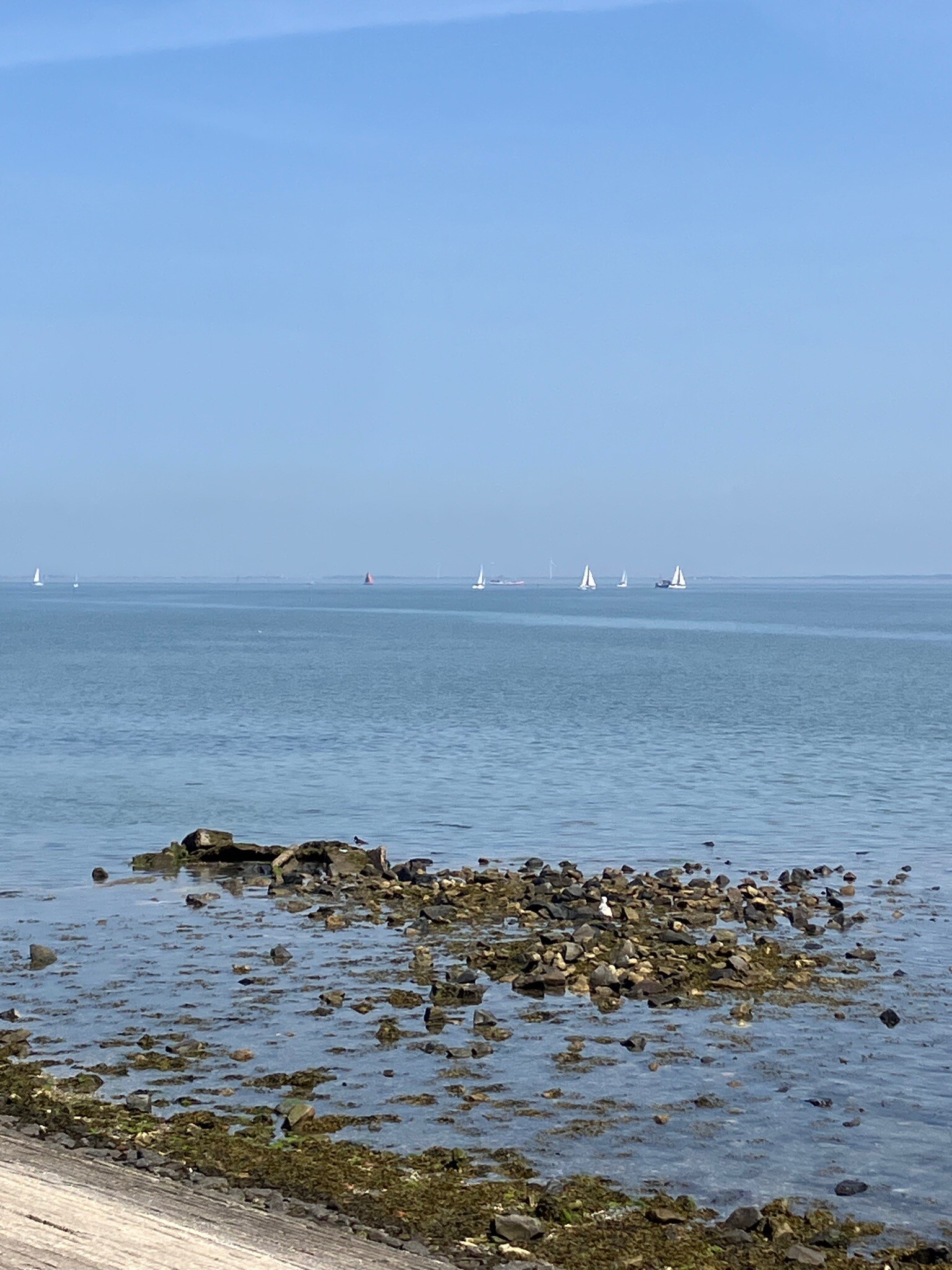 Oosterscheldepad