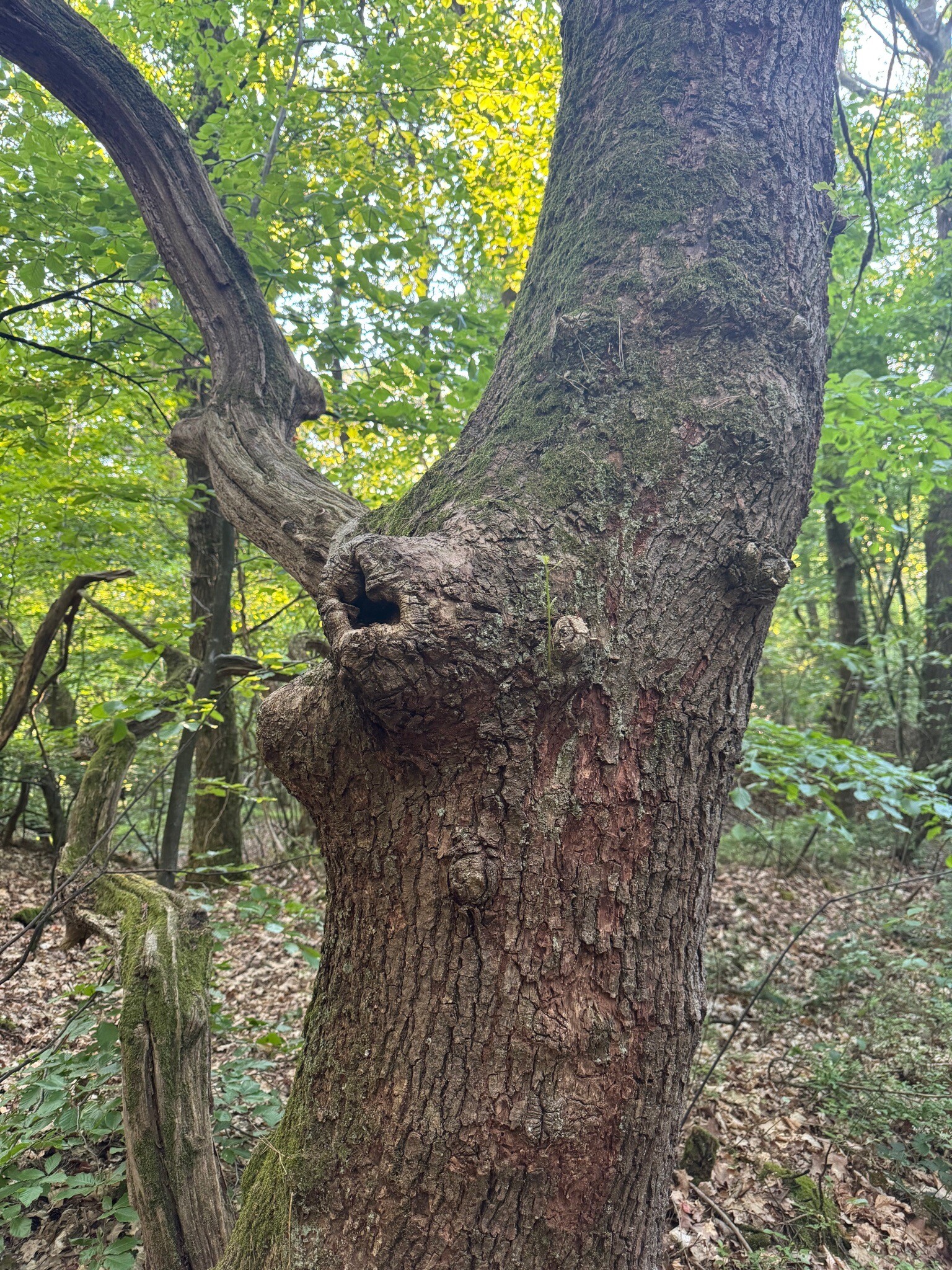 Wandelroute Odoornerdennen