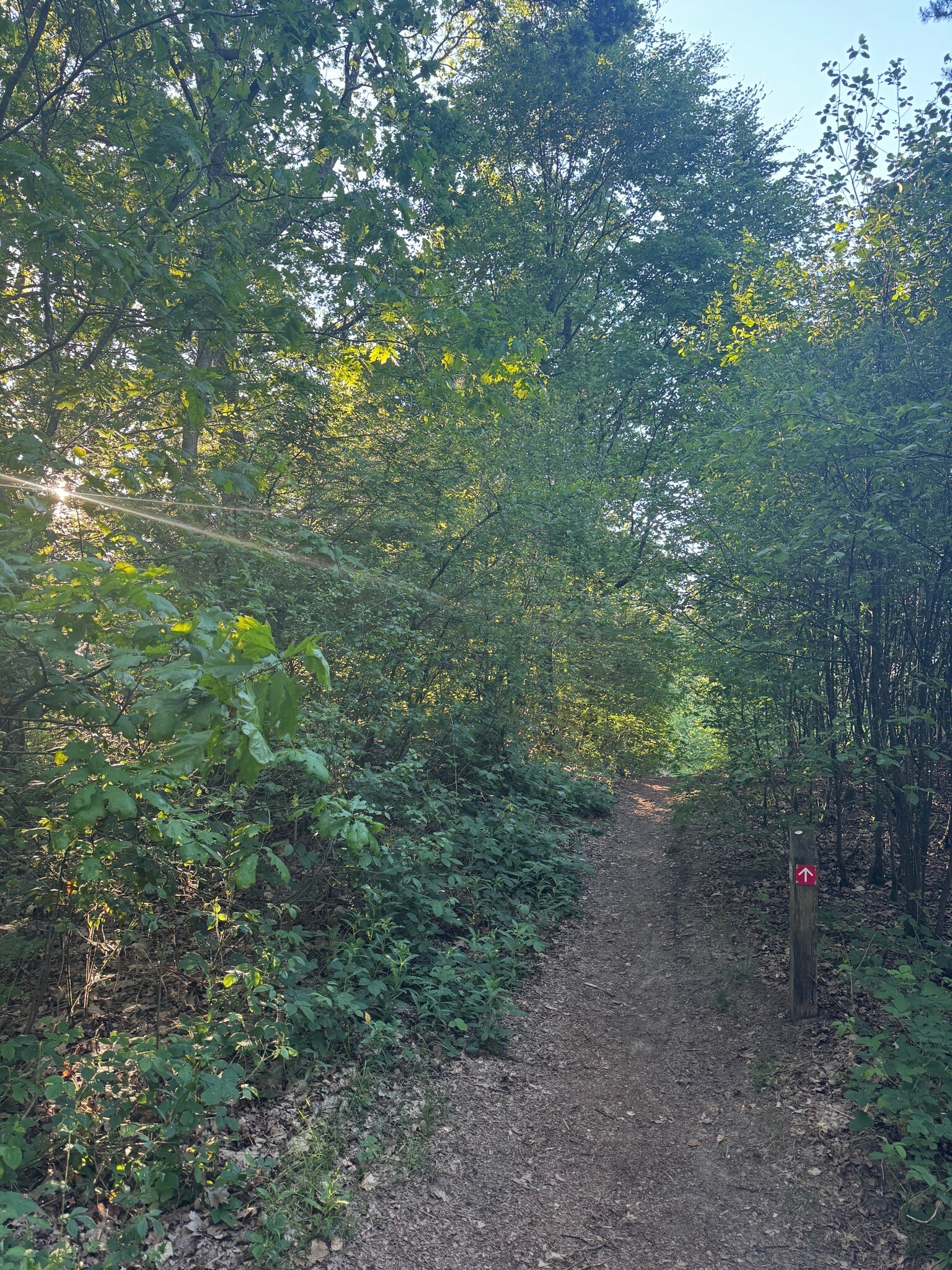 Wandelroute Odoornerdennen
