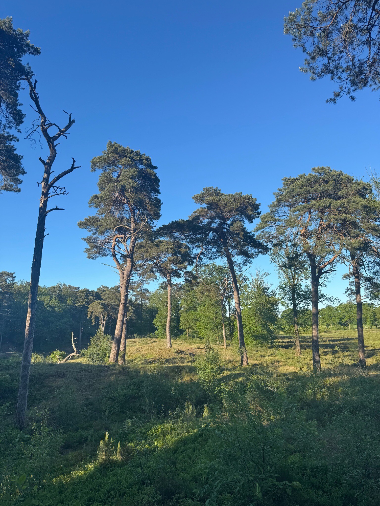 Wandelroute Odoornerdennen