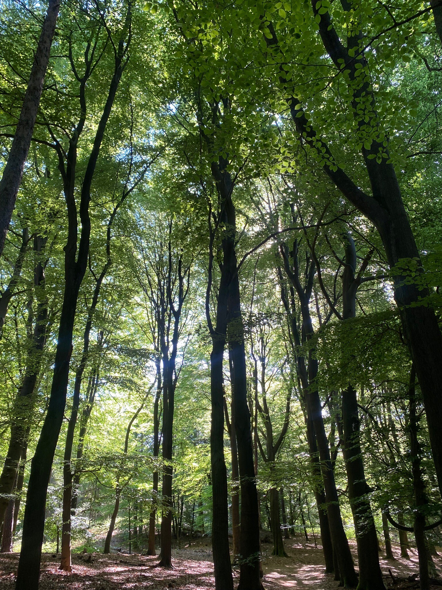 Beekhuizen en stukje Veluwezoom
