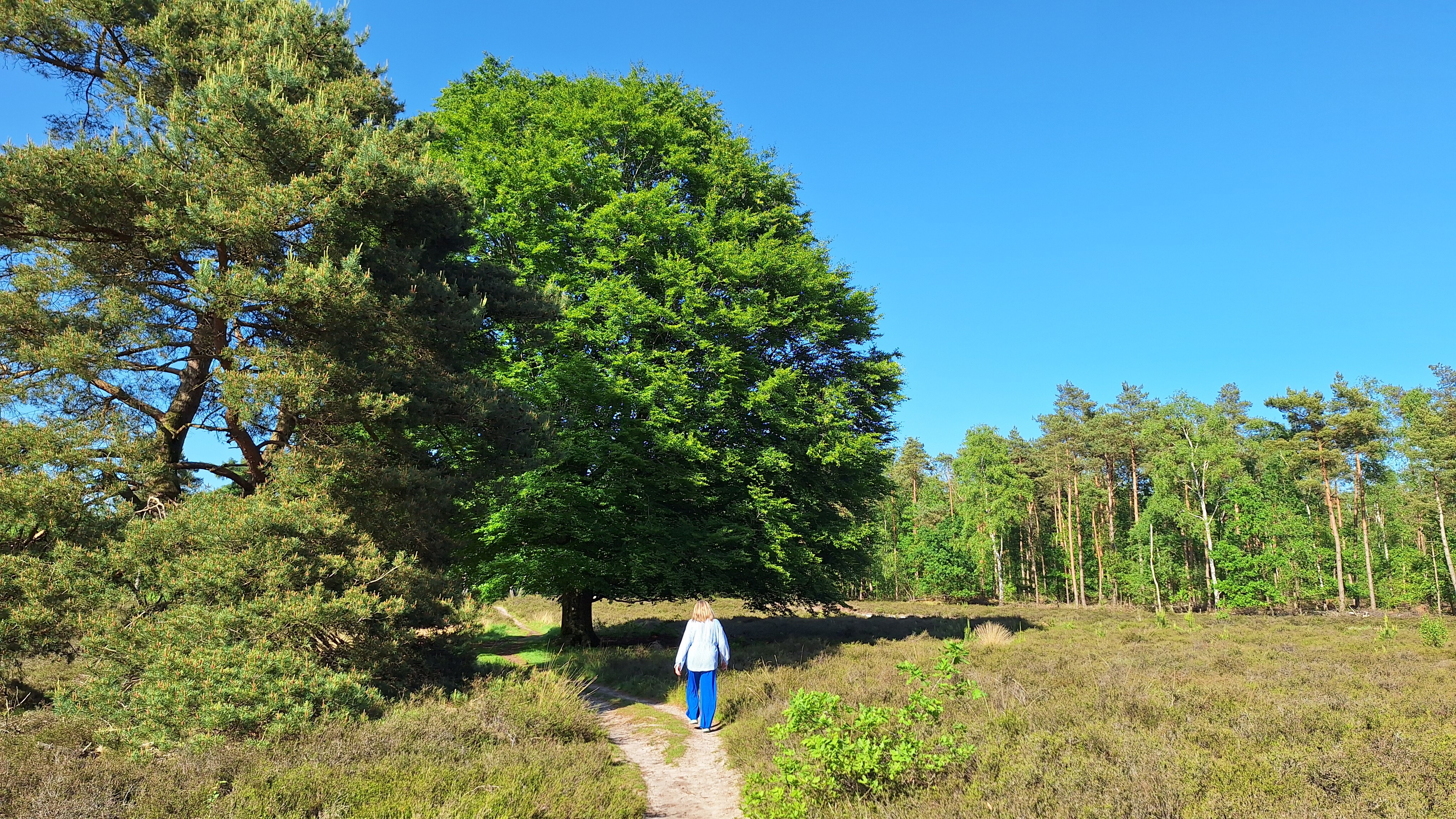 Boswandeling Noordbargerbos Emmen
