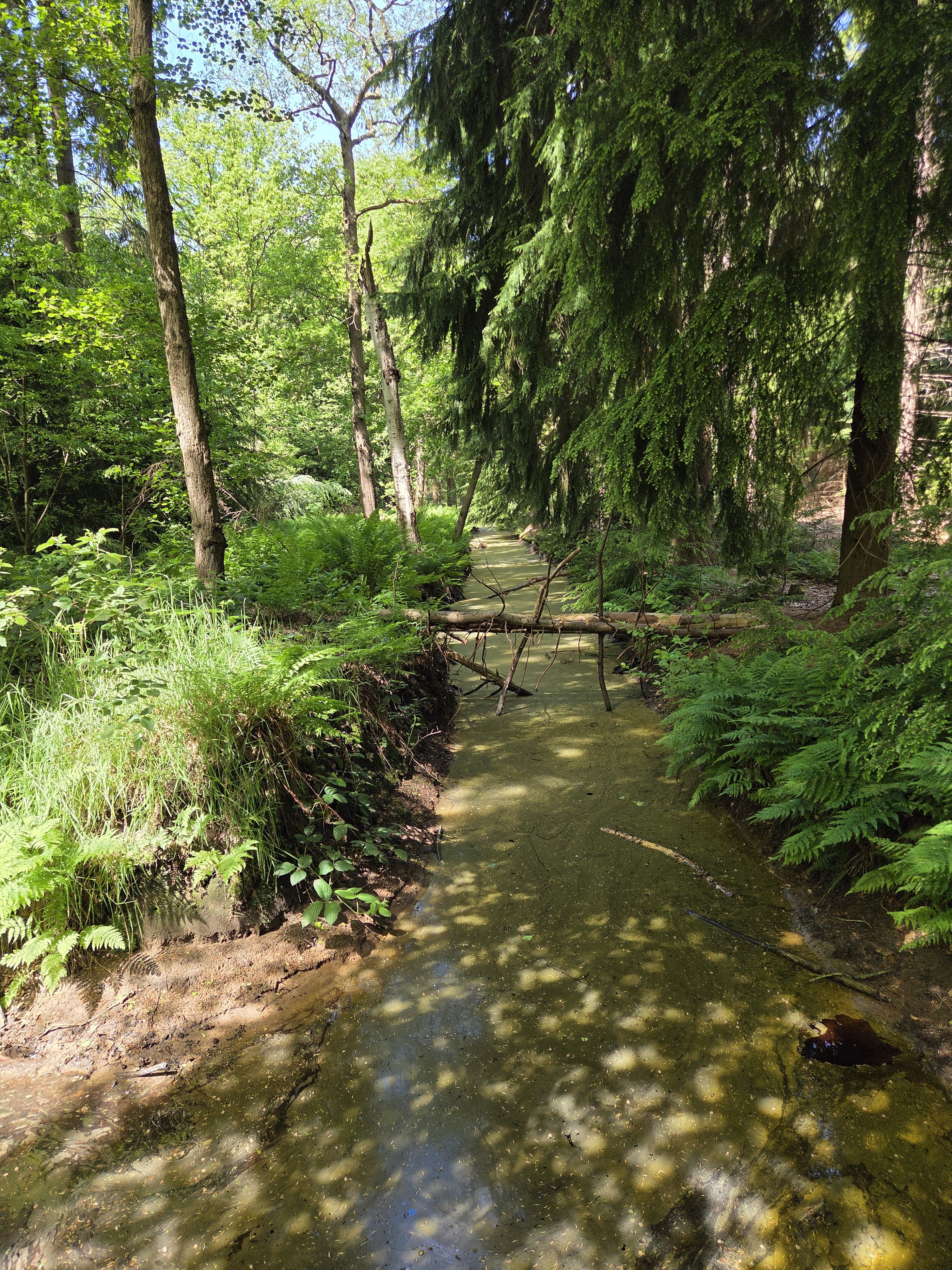 Wandelroute kortweg Olterterp