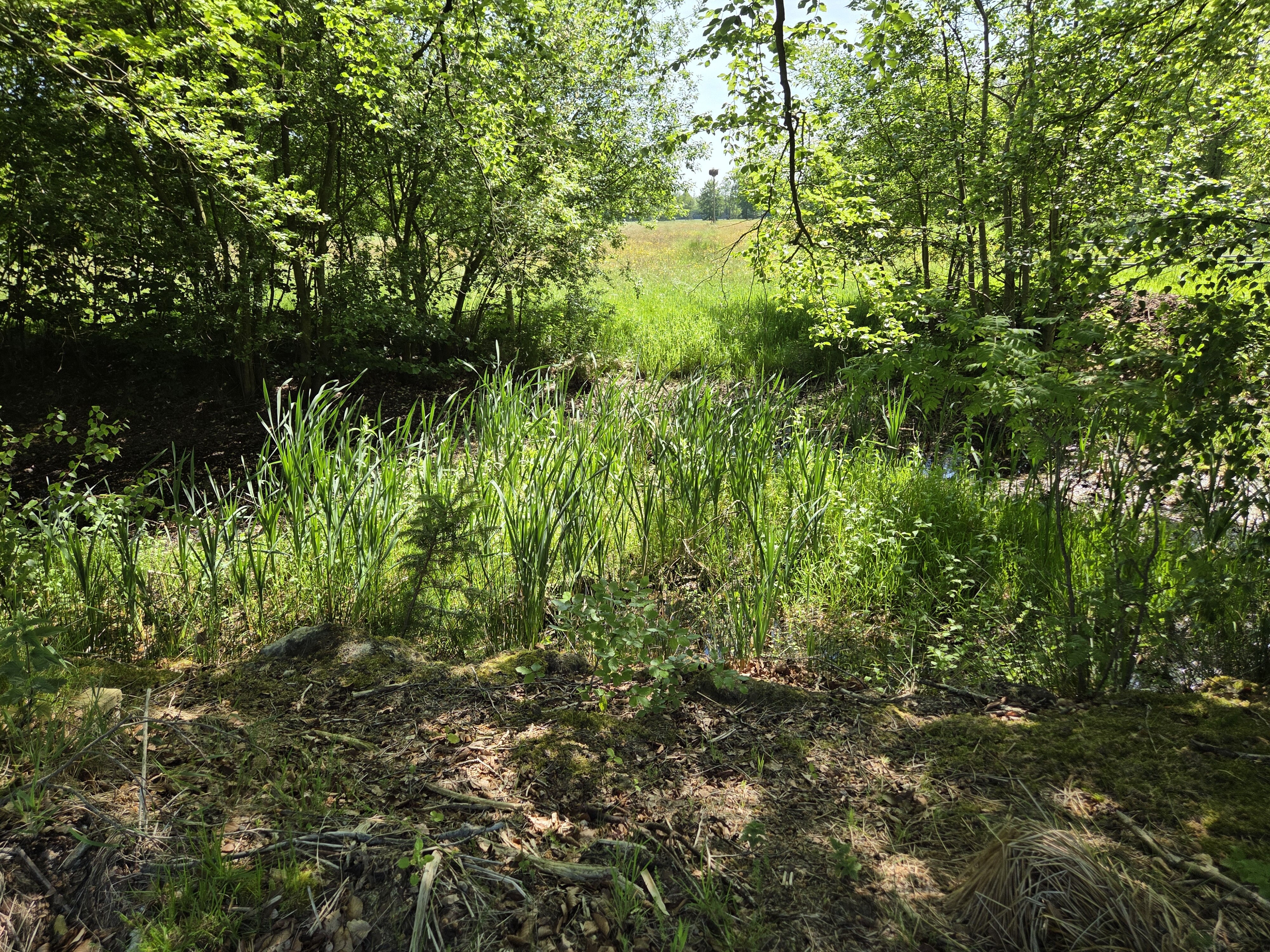 Wandelroute kortweg Olterterp