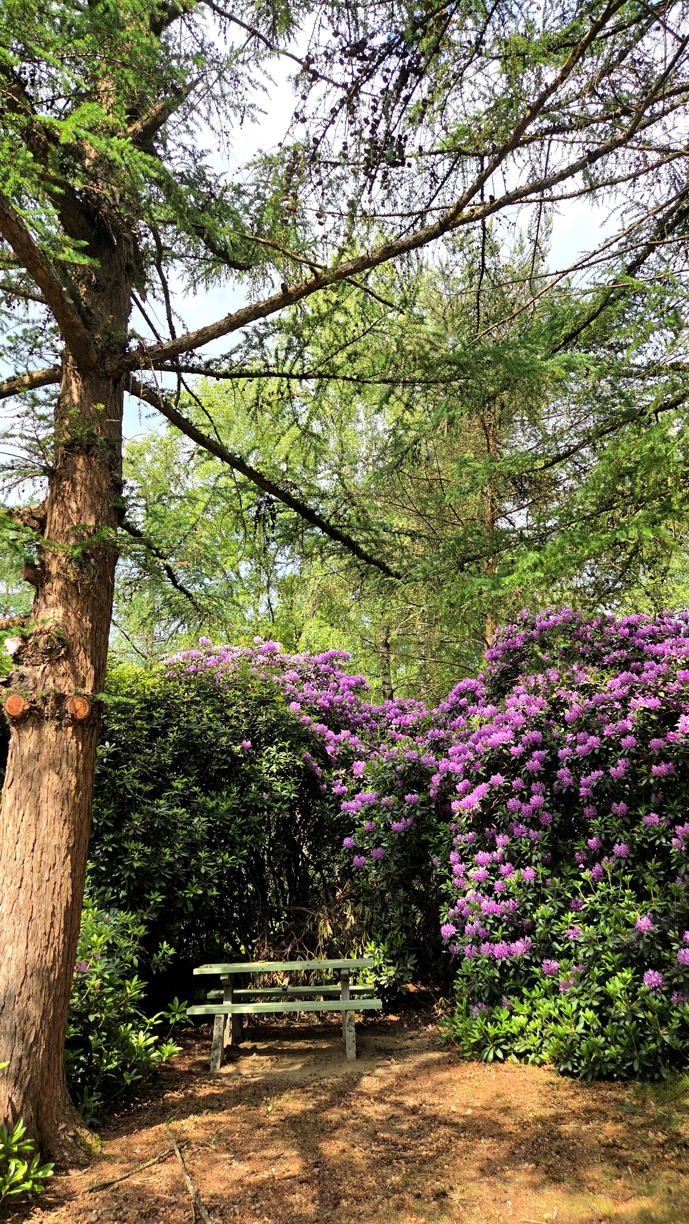 Wandelroute Evertsbos