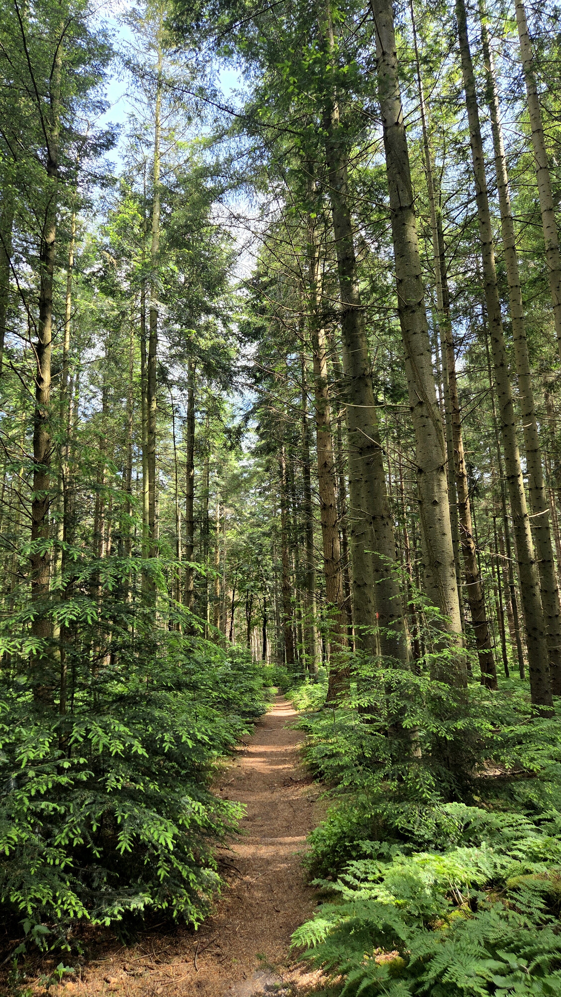 Wandelroute Evertsbos