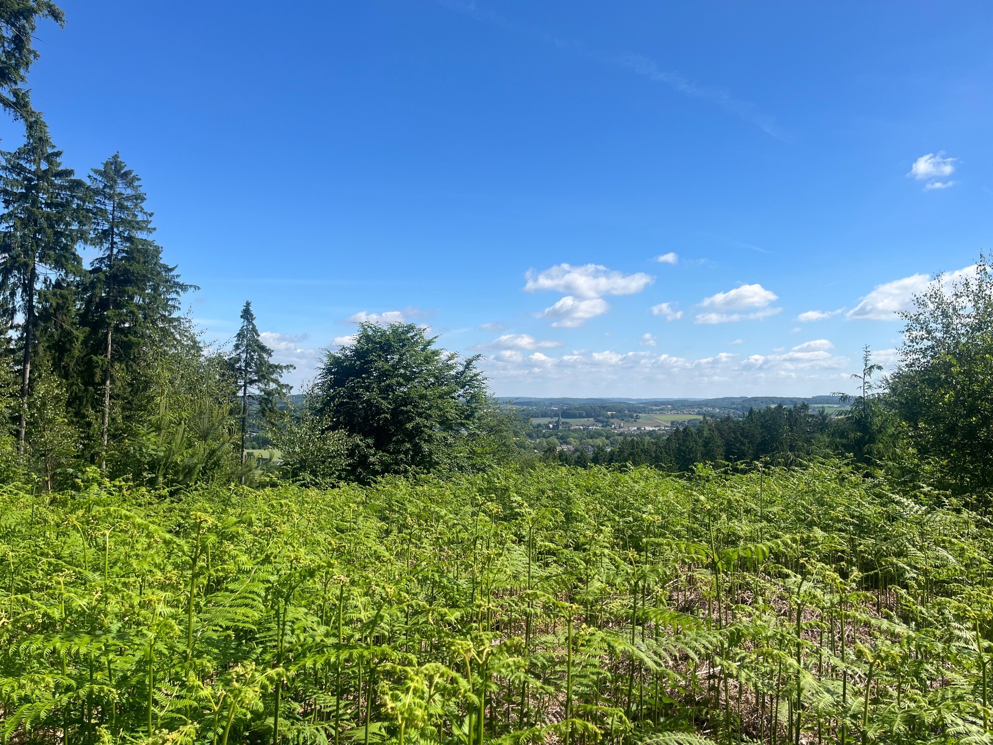 Ahornweg - Kleine Schleife