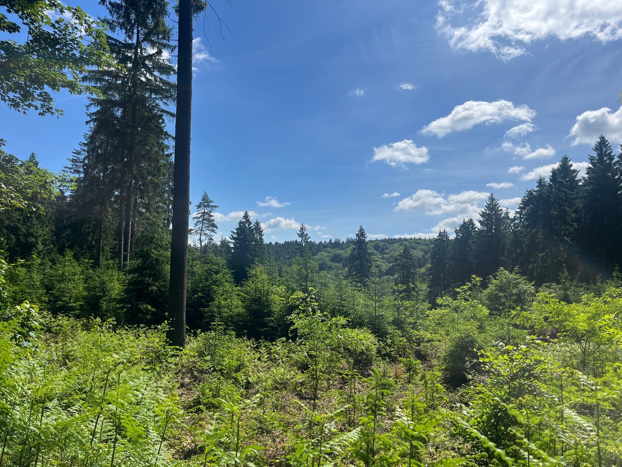 Ahornweg - Kleine Schleife