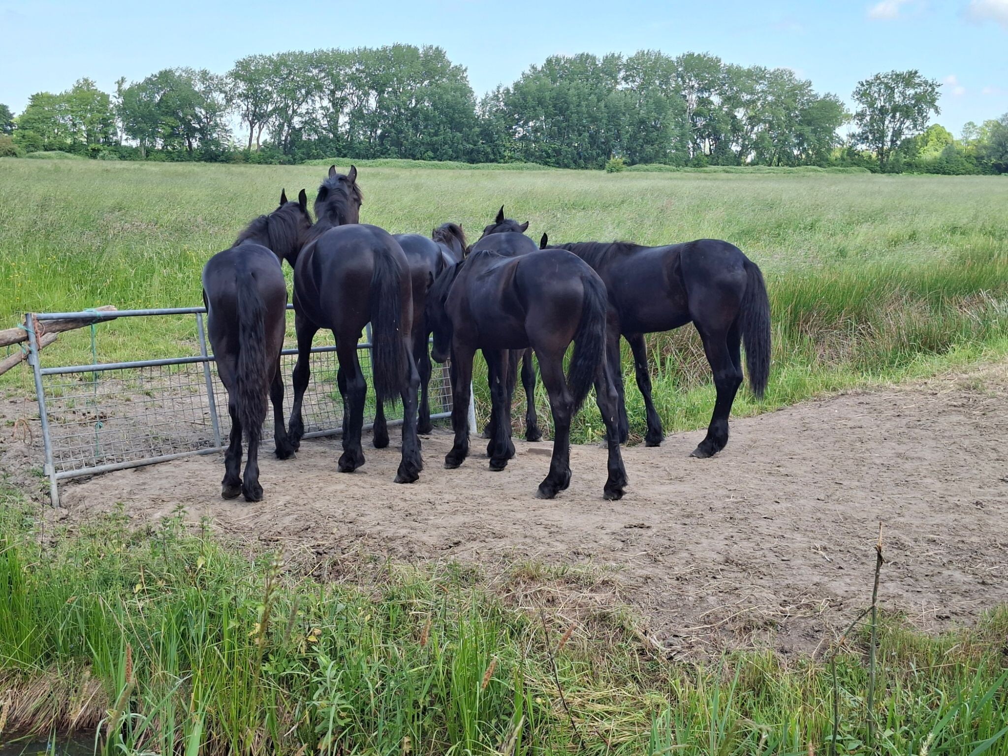 Winsum - Groningen · Pieterpad etappe 2