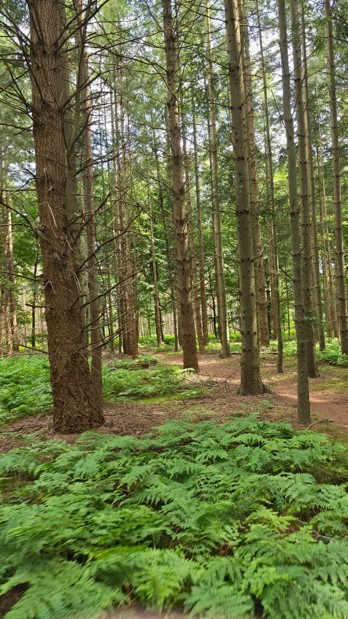 Evertsbos - prachtige wandeling