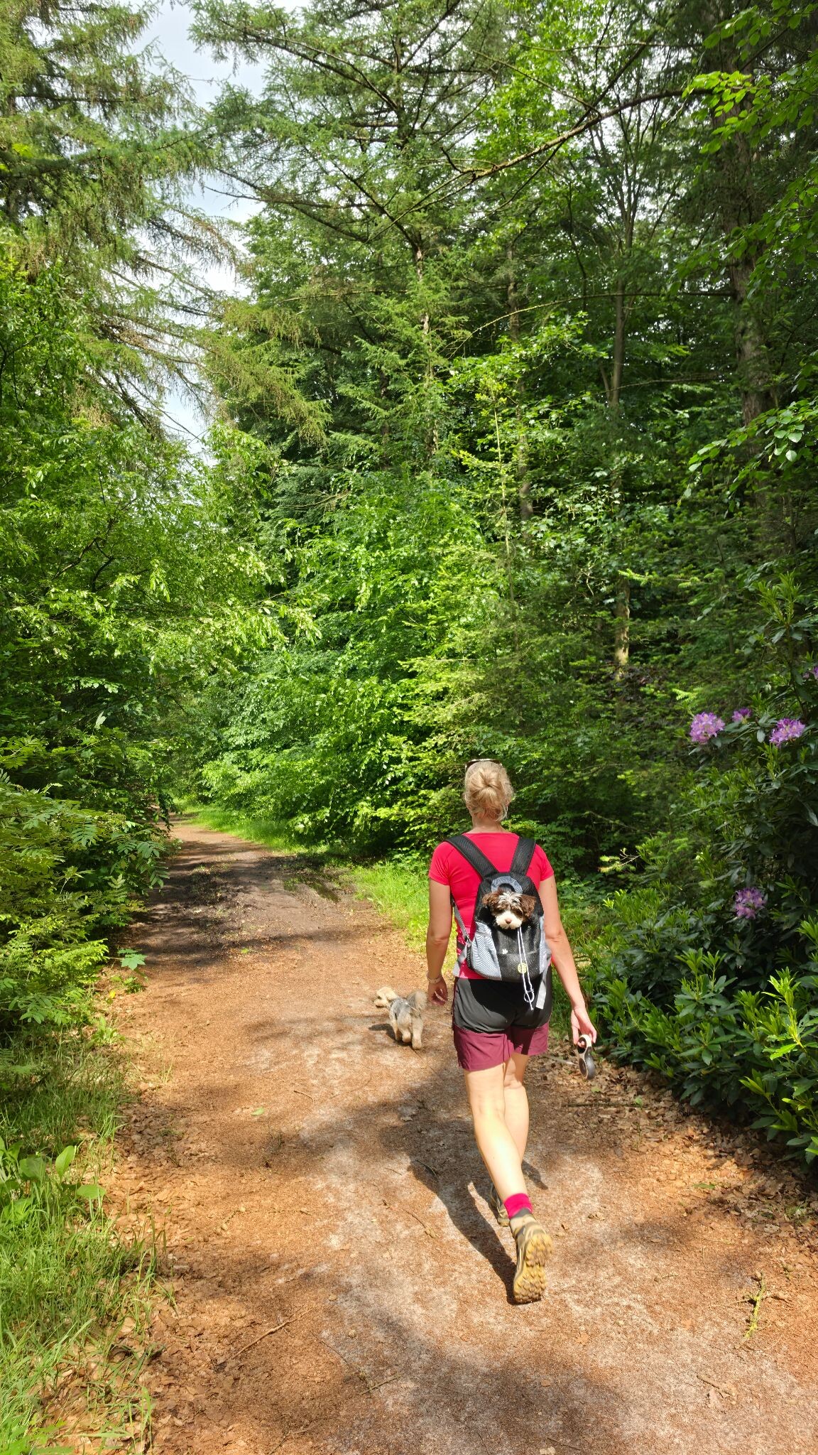 Evertsbos - prachtige wandeling