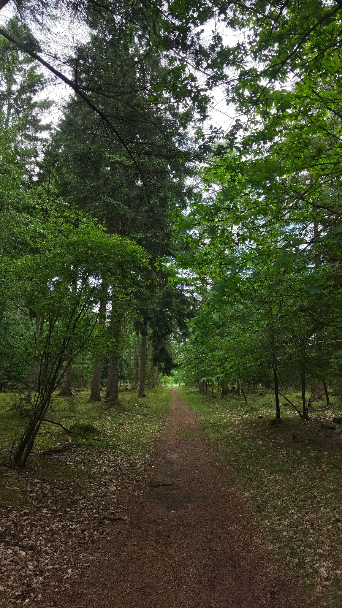 Evertsbos - prachtige wandeling