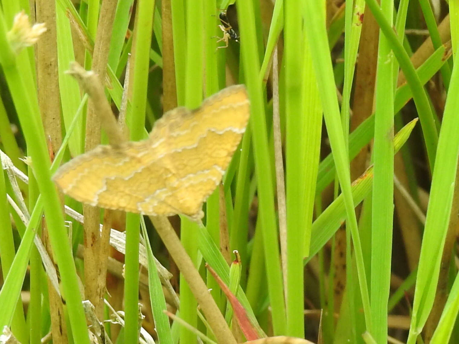 Puur natuur in het Bargerveen bij Zwartemeer