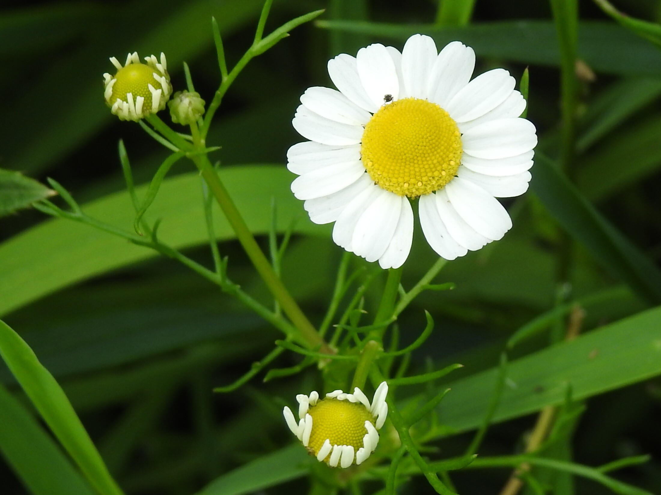 Puur natuur in het Bargerveen bij Zwartemeer