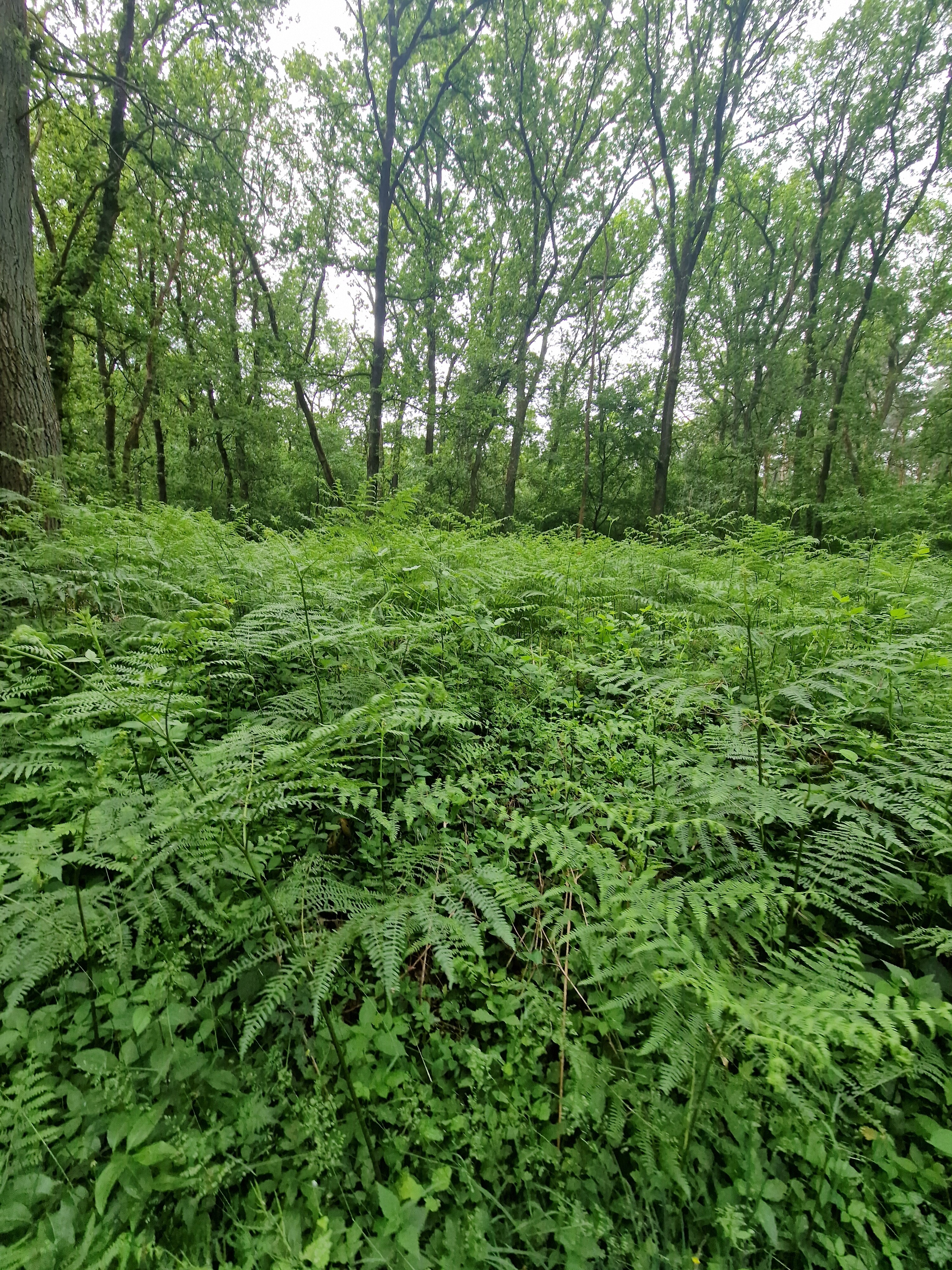 Betburg Wandeltocht