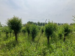 Biesboschpad