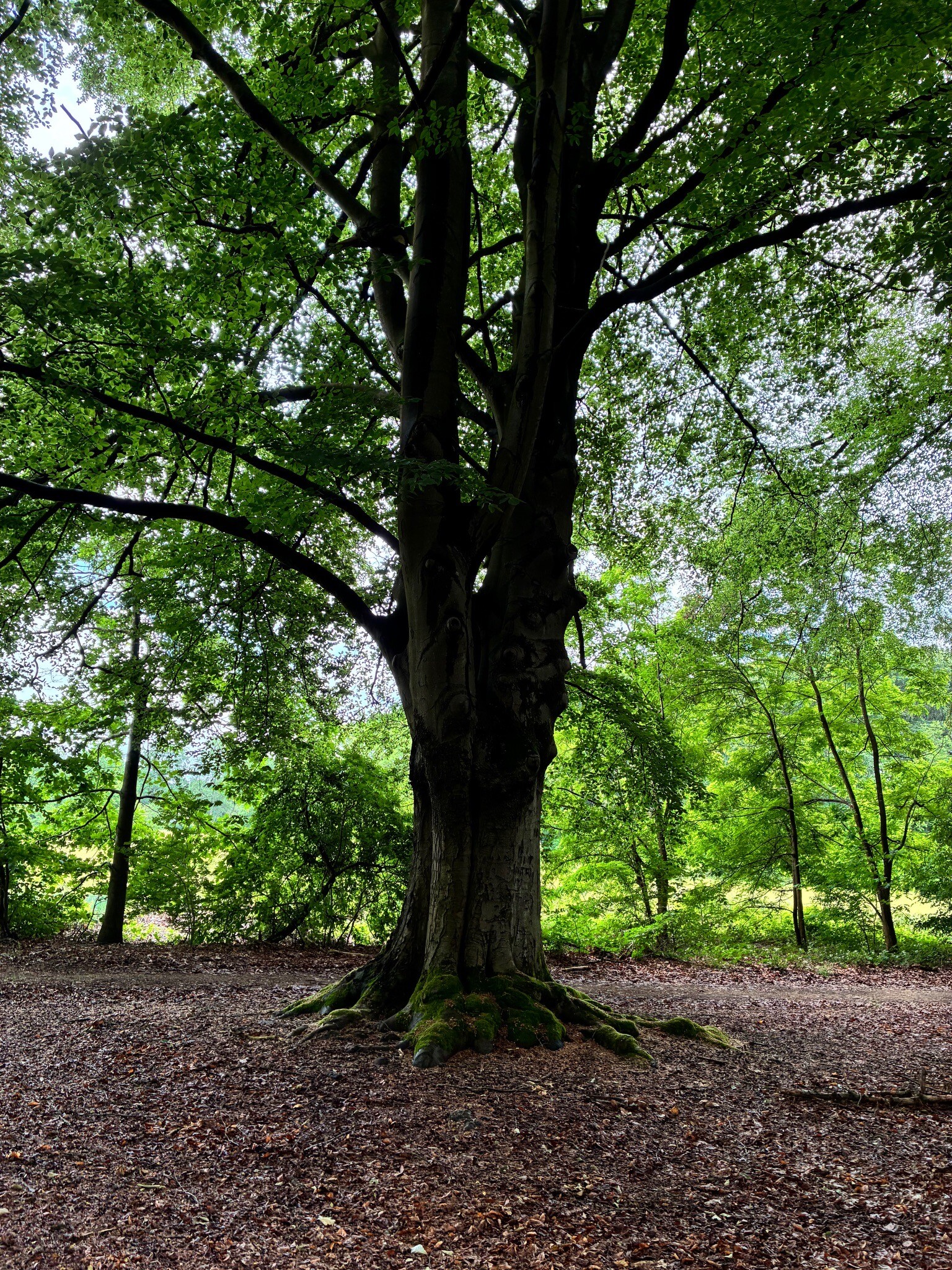 Vallei van de Drie Bekenwandeling (rood)