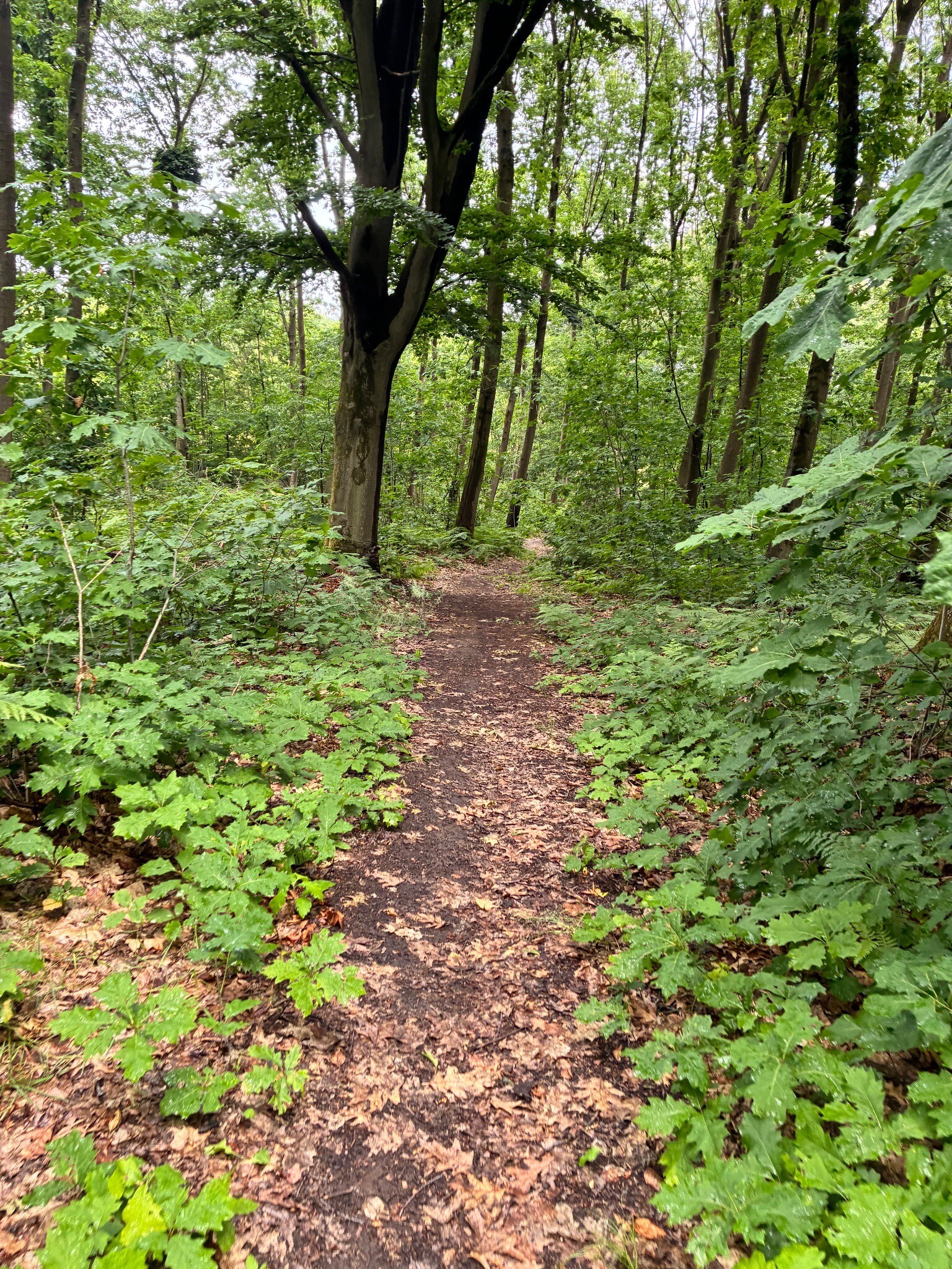 wandelen in vleugt
