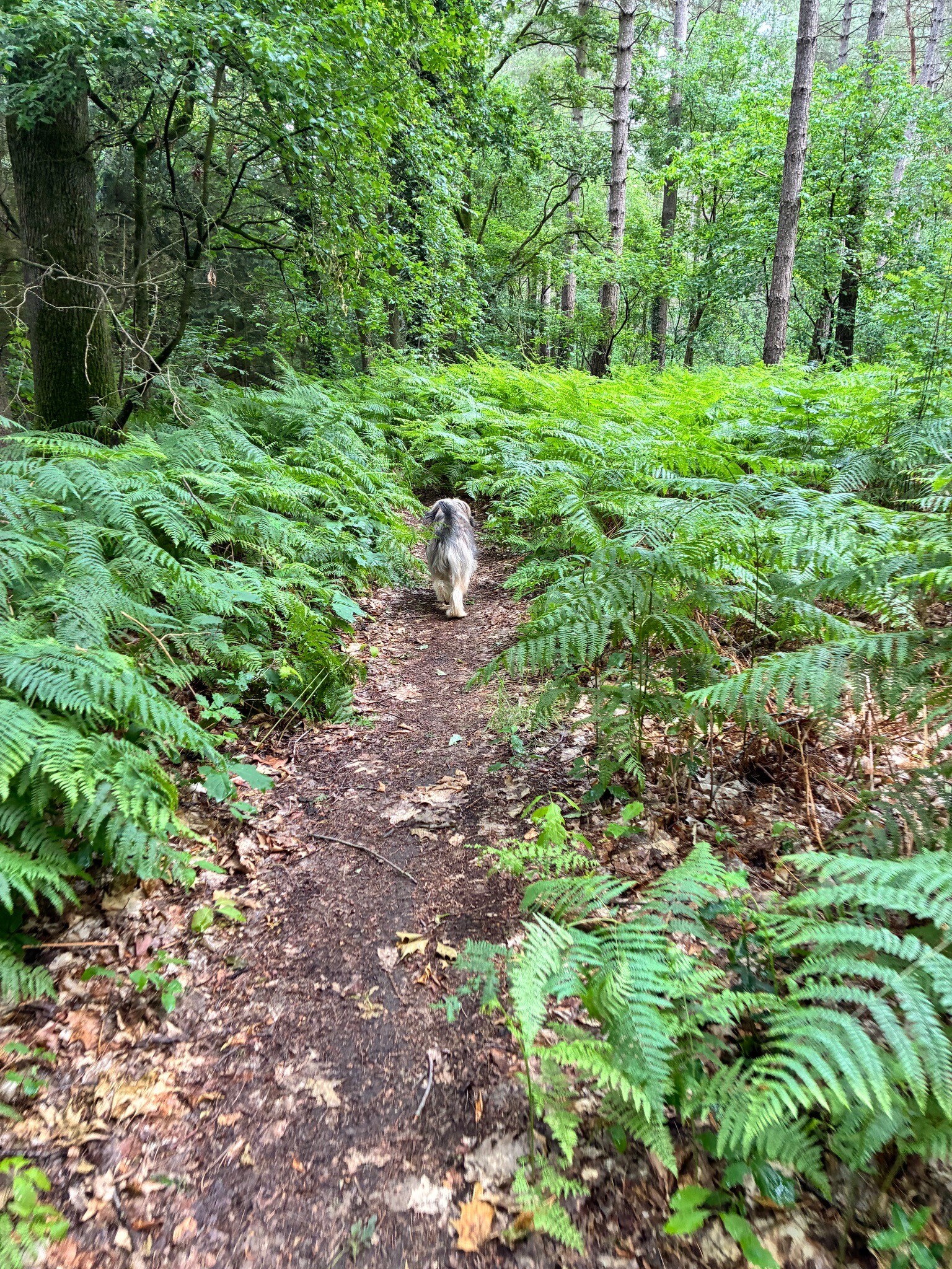 wandelen in vleugt