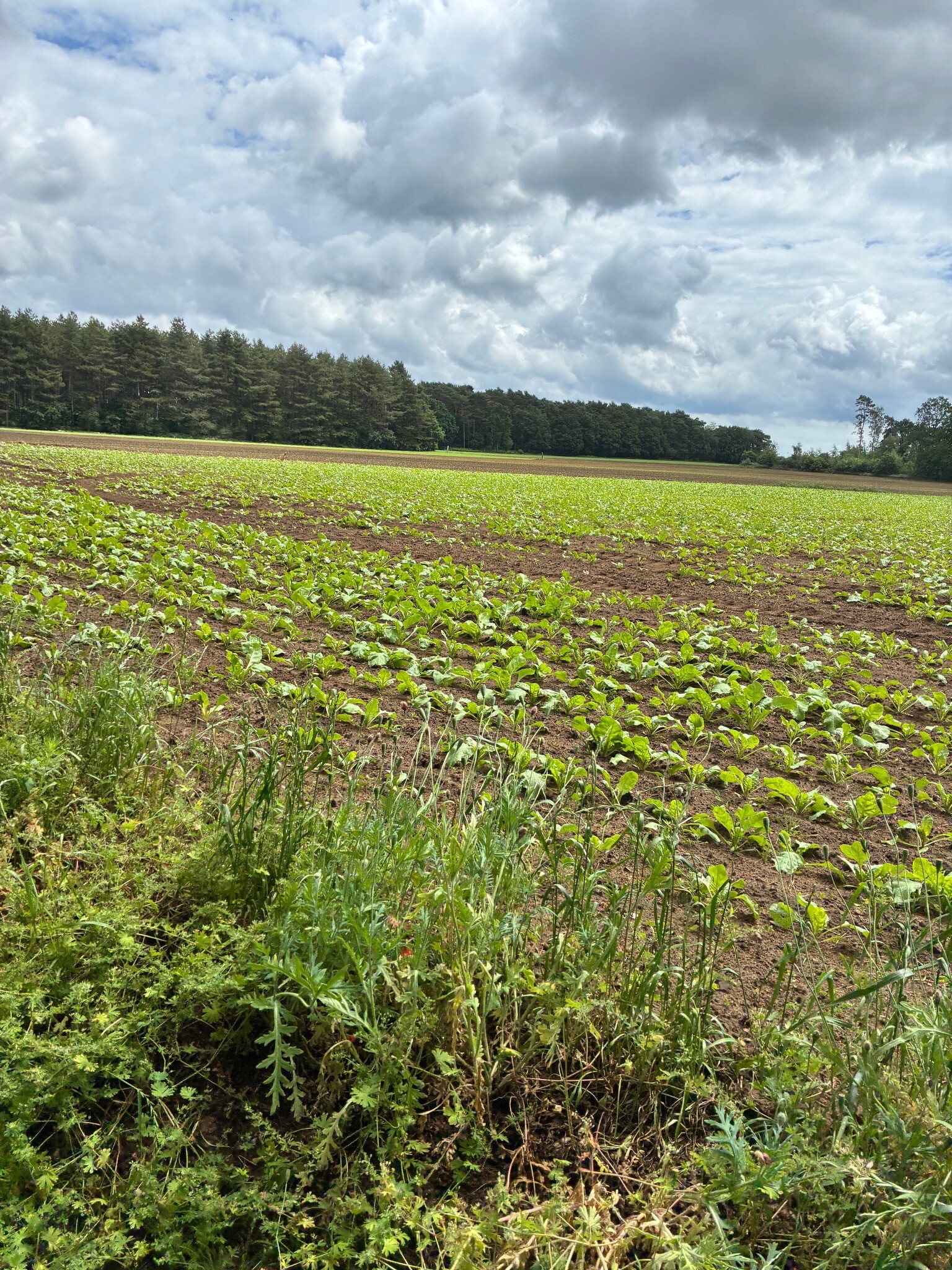 wandelen in vleugt