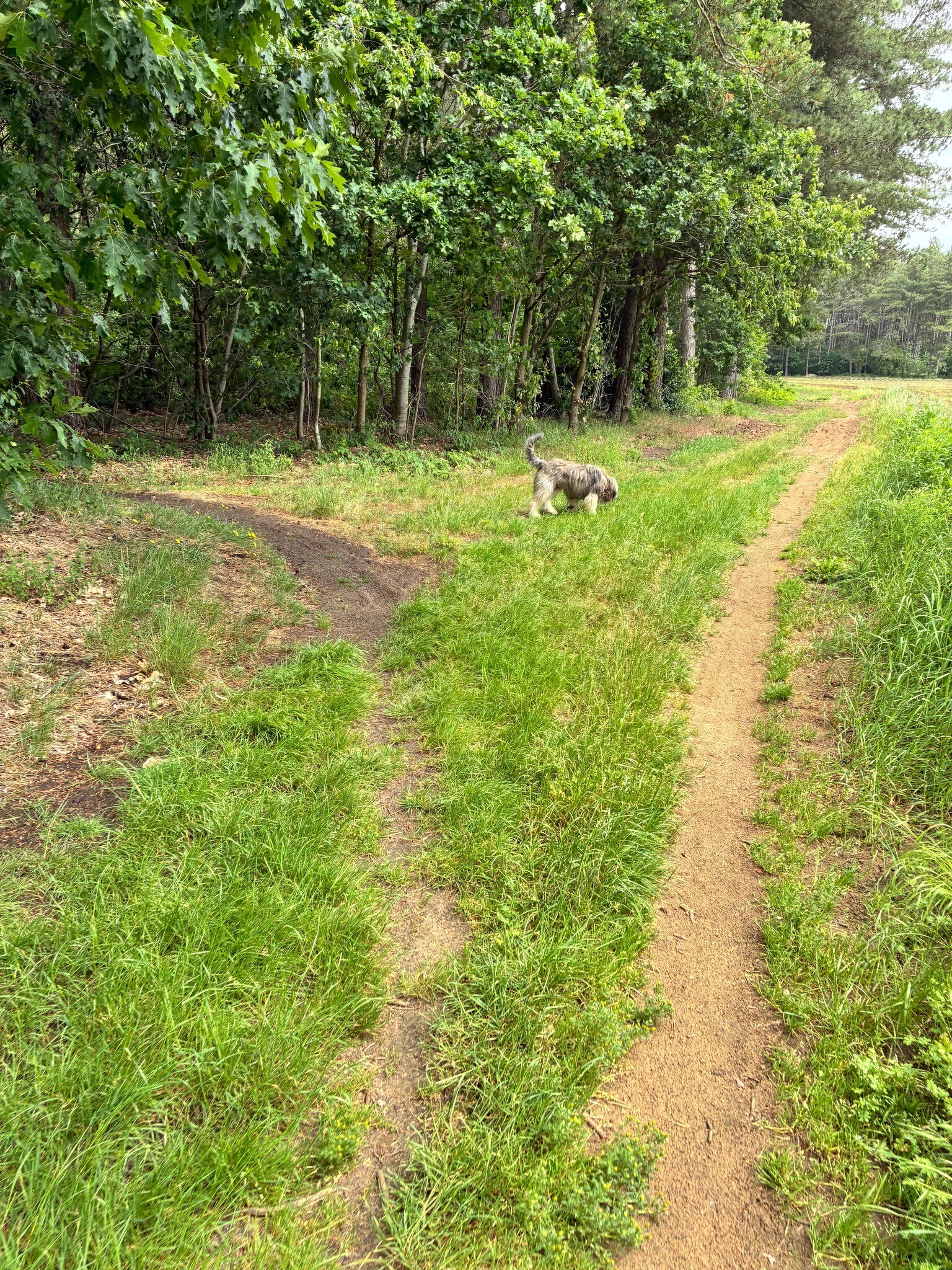 wandelen in vleugt