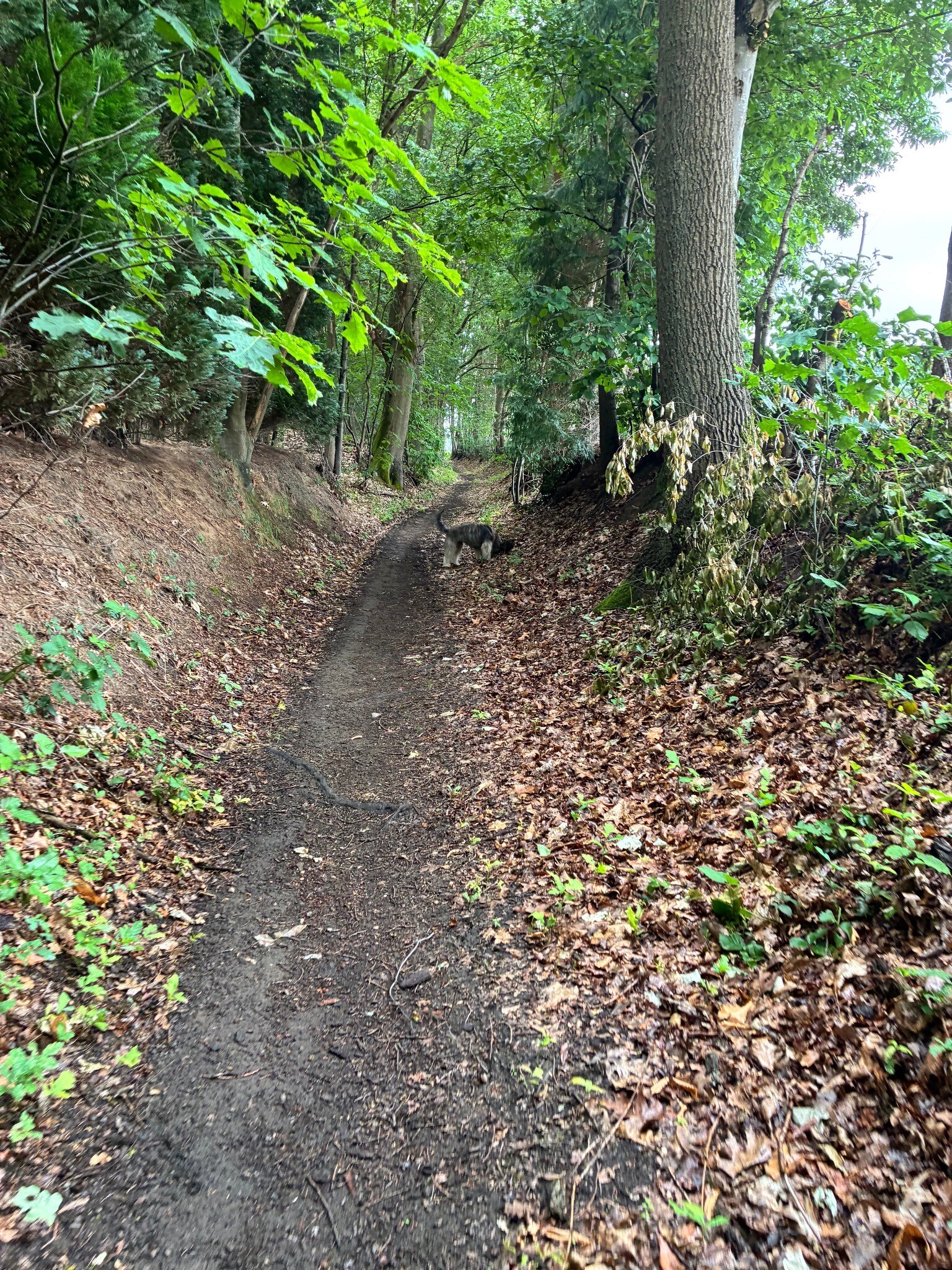 wandelen in vleugt