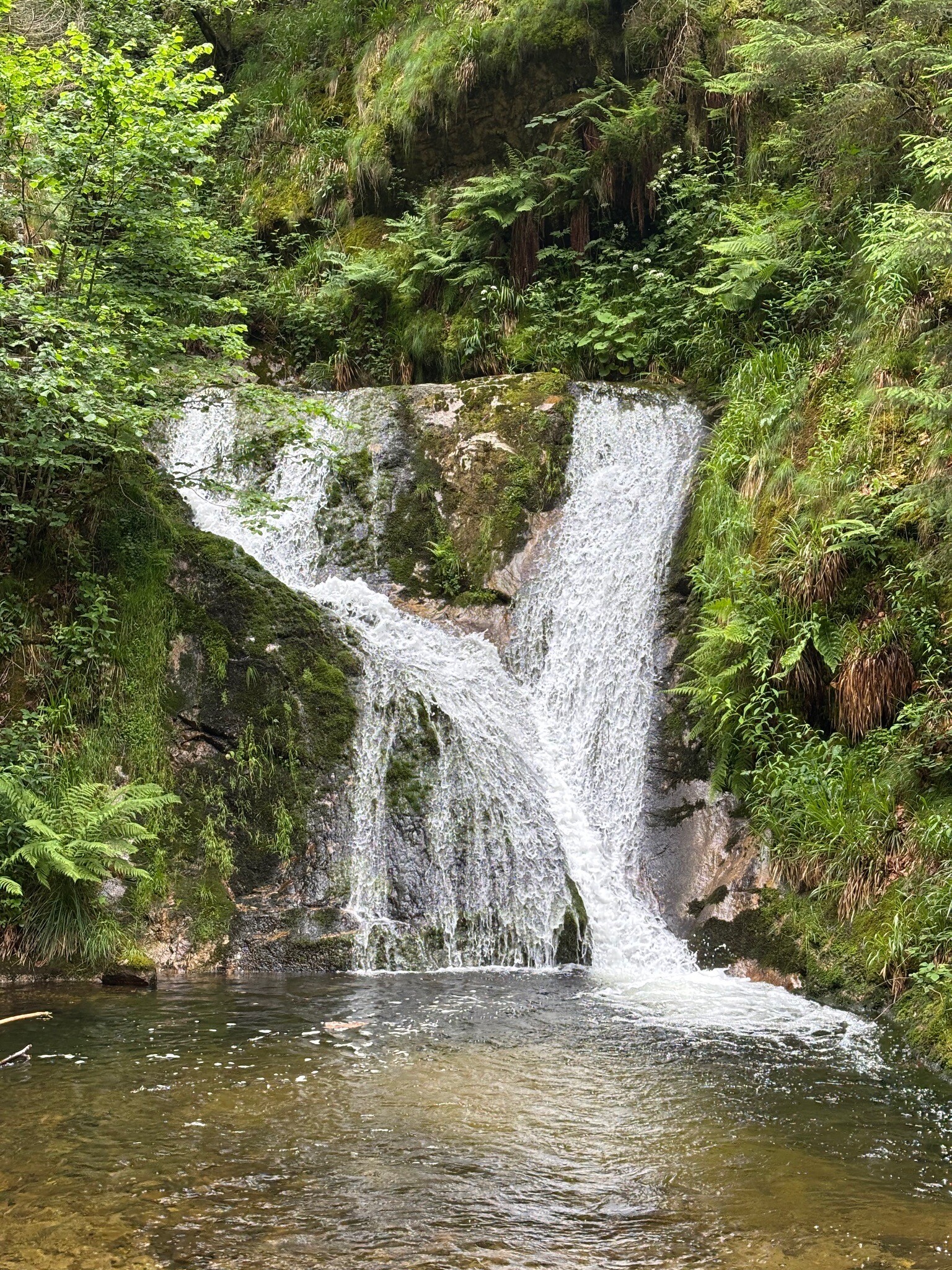 Nationalpark Schwarzwald