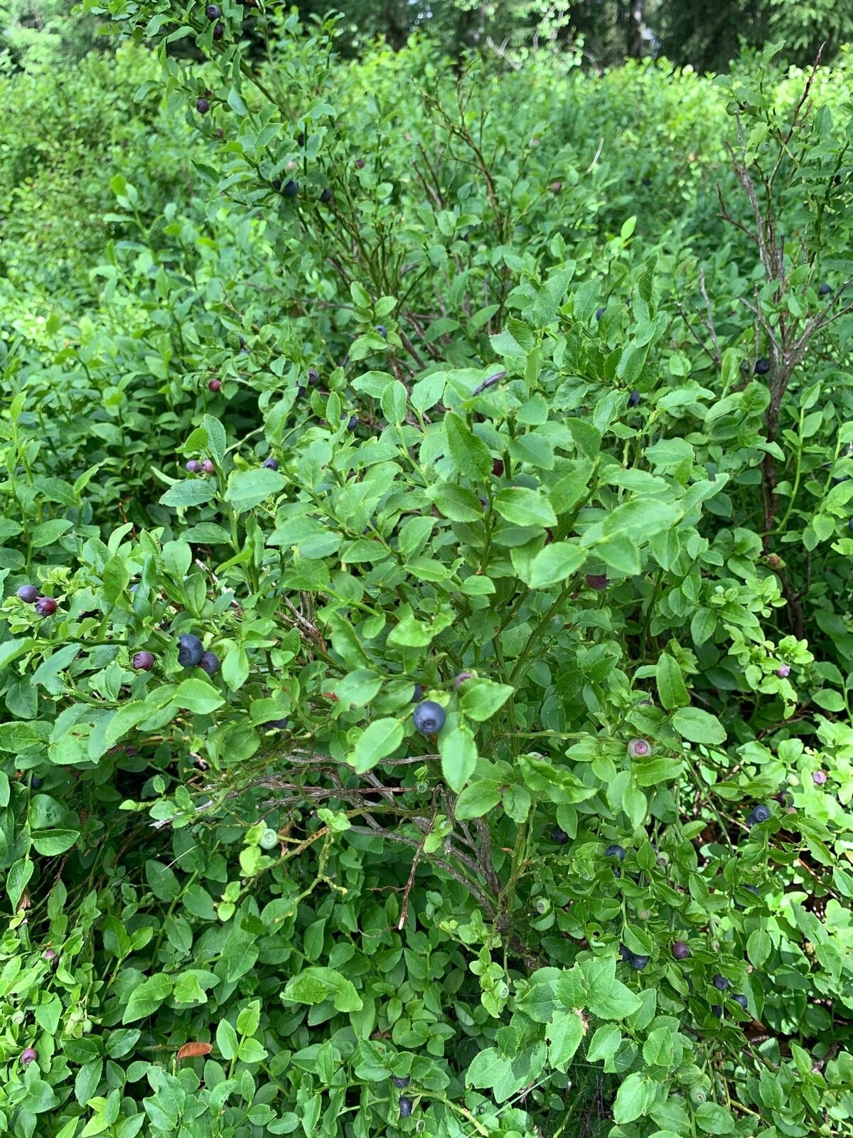 Blaubeer-Route