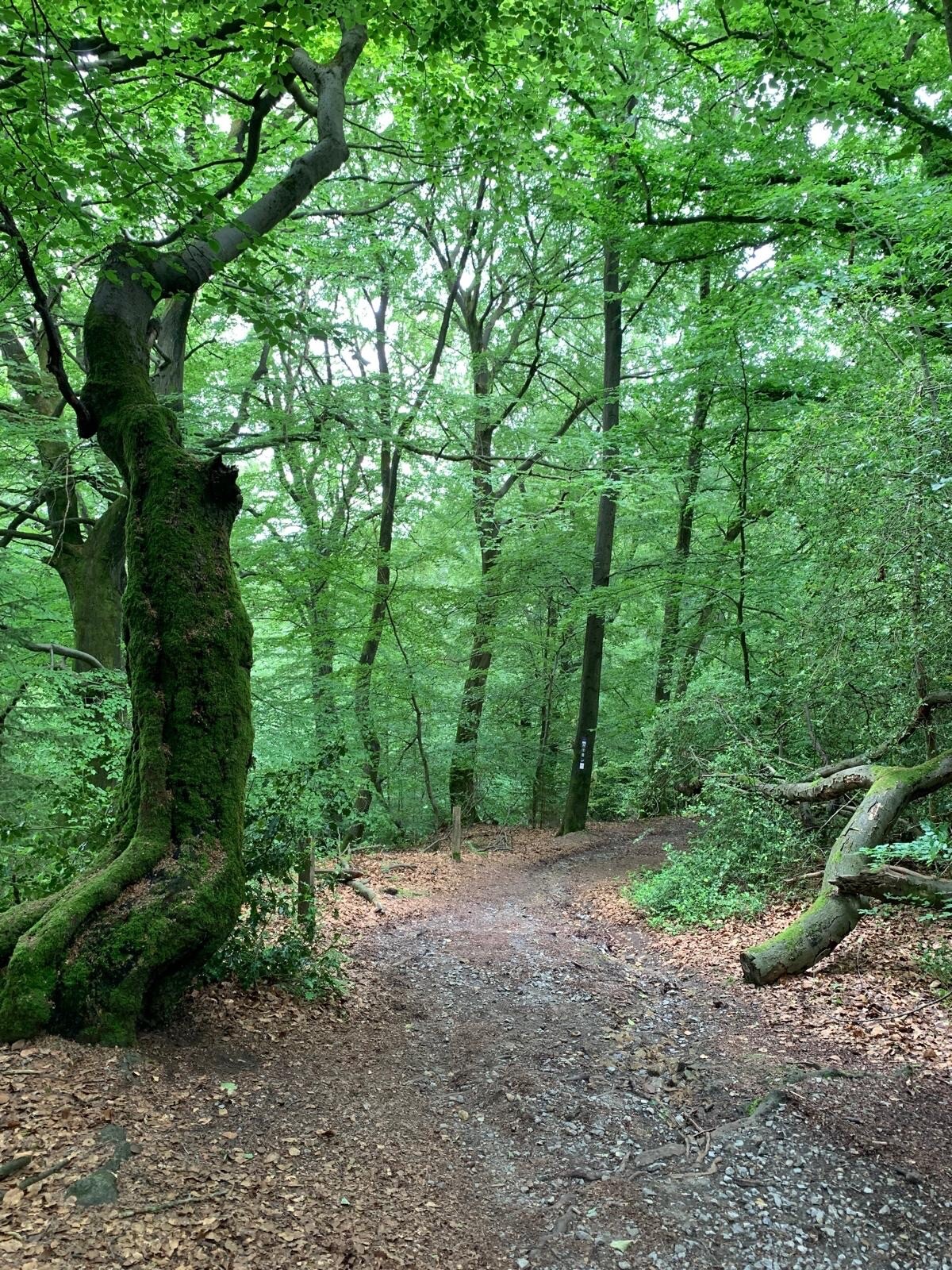 Blaubeer-Route
