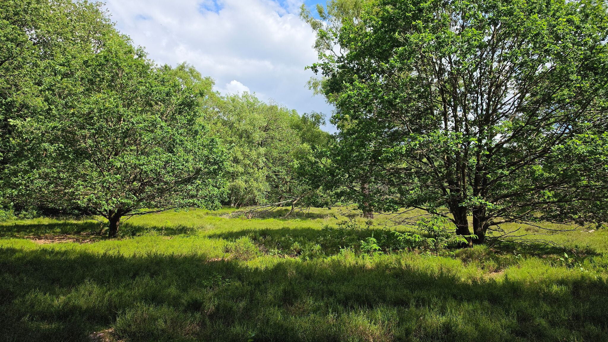 Prachtige wandeling door het Heuvingerzand