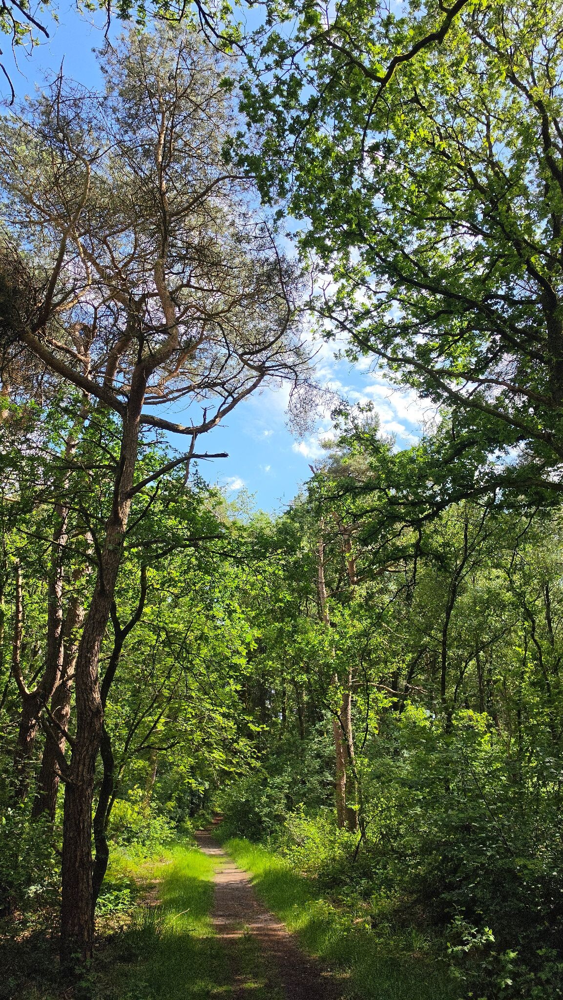 Prachtige wandeling door het Heuvingerzand