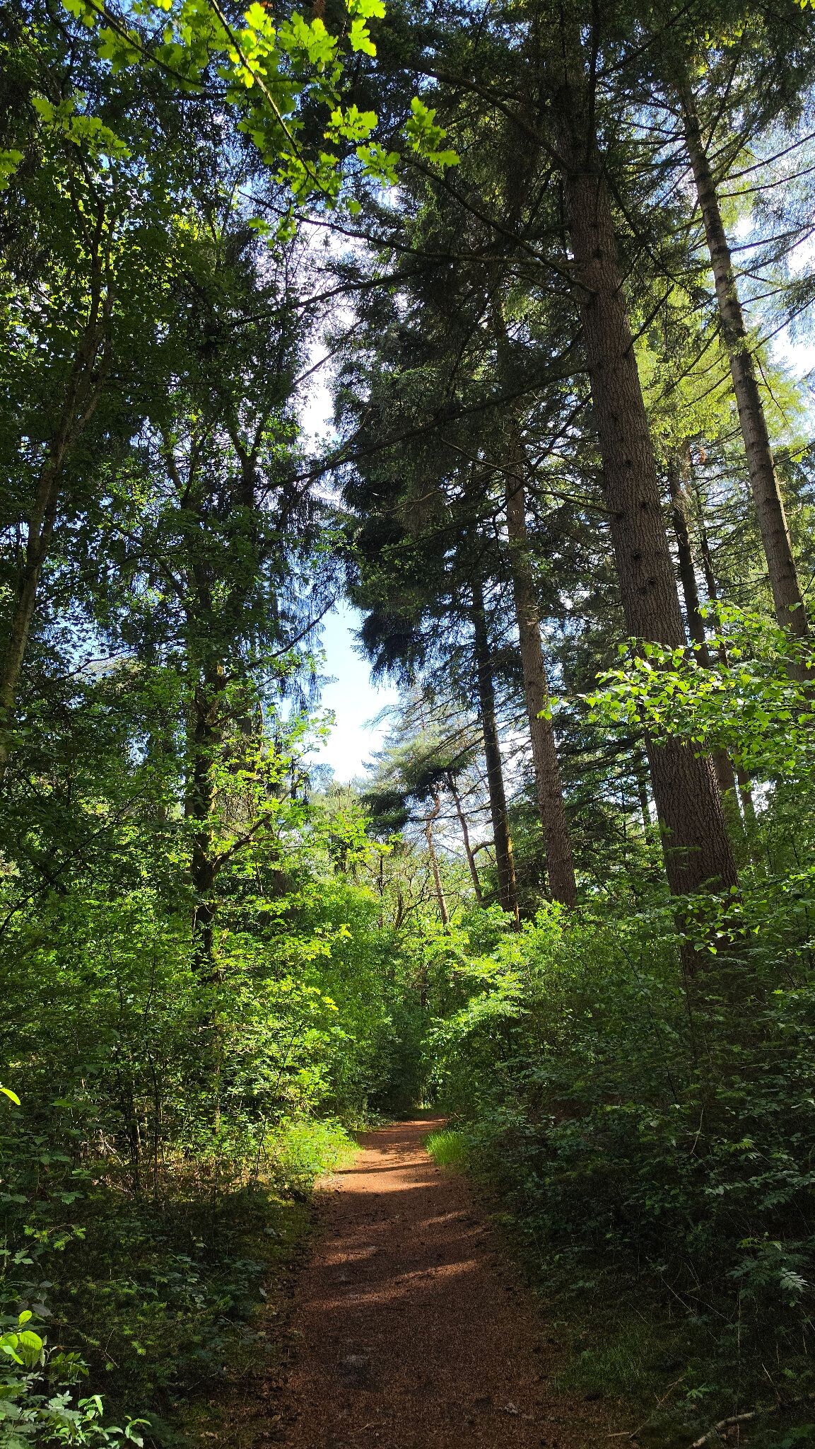 Prachtige wandeling door het Heuvingerzand