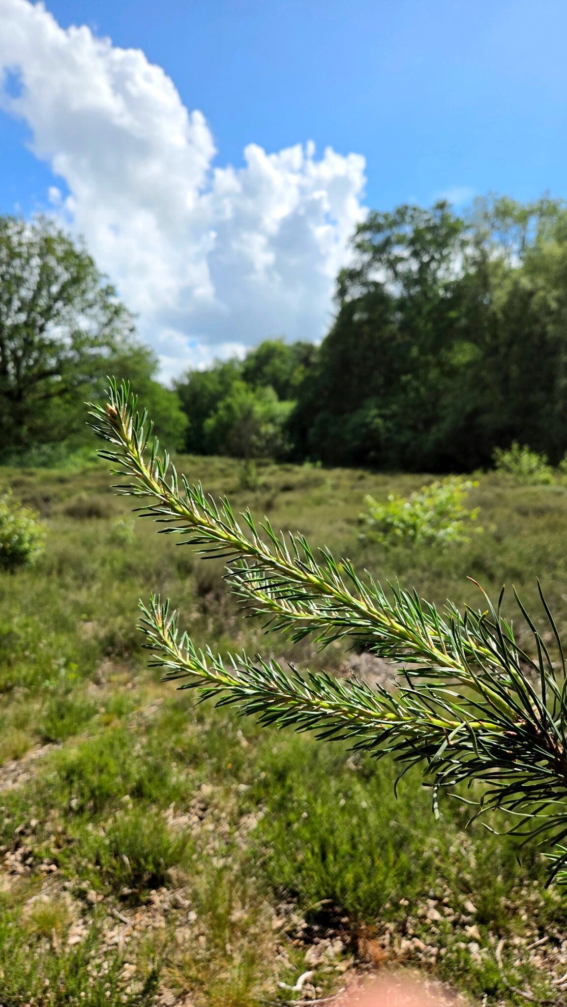 Wandelroute Wijde Blik