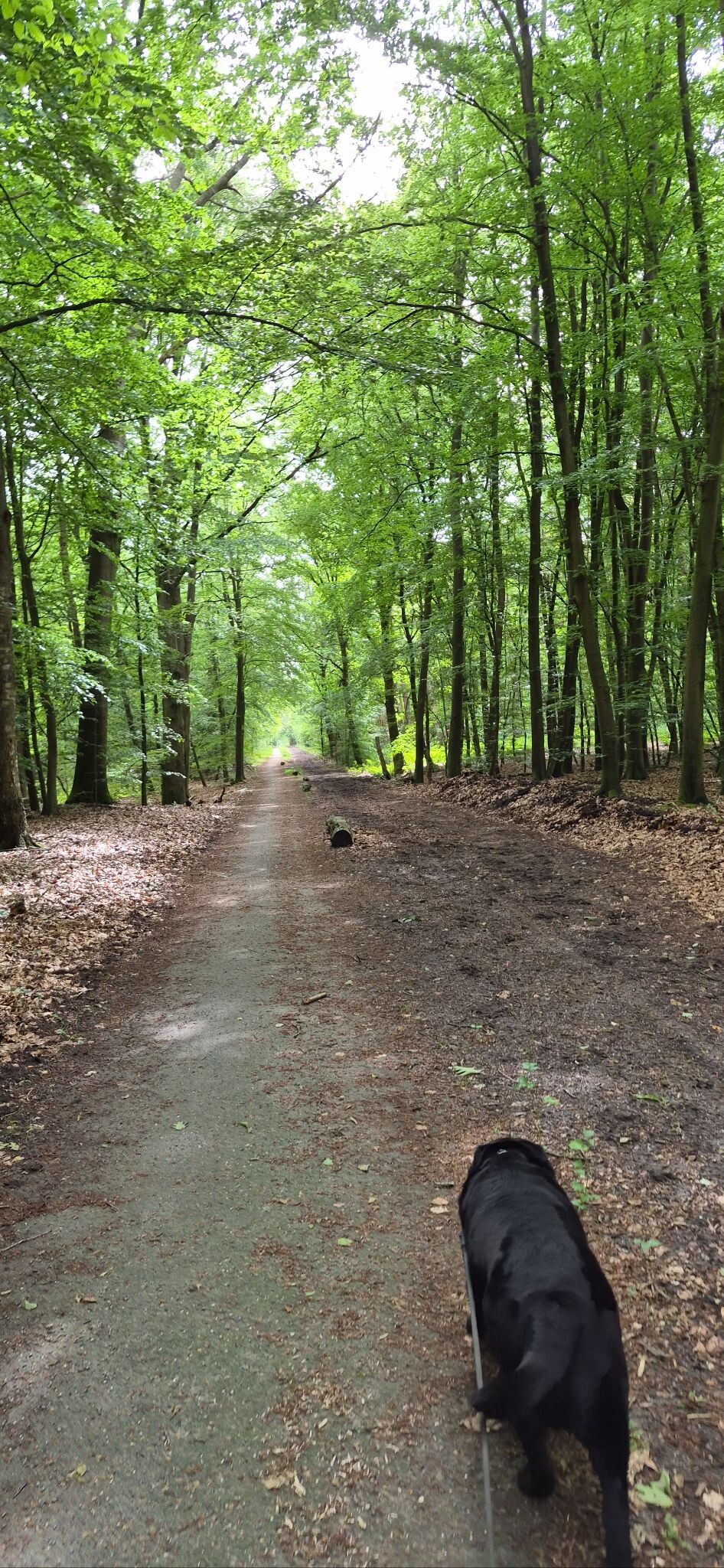 Wandelen met je hond Appelscha