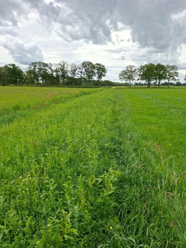 Beetsterzwaag - Waskemeer · Groot Frieslandpad etappe 14