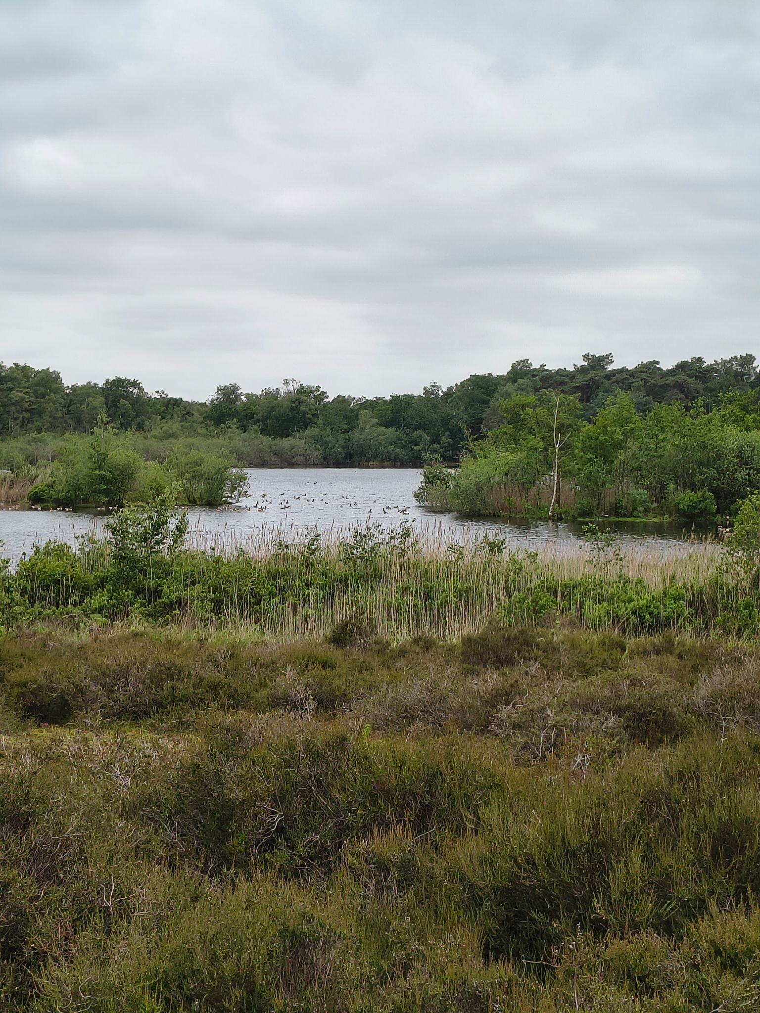 Wandelroute Belversven, bij Oisterwijk