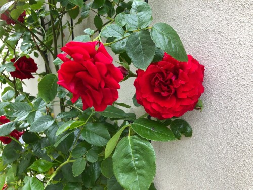Rijssen - Rood